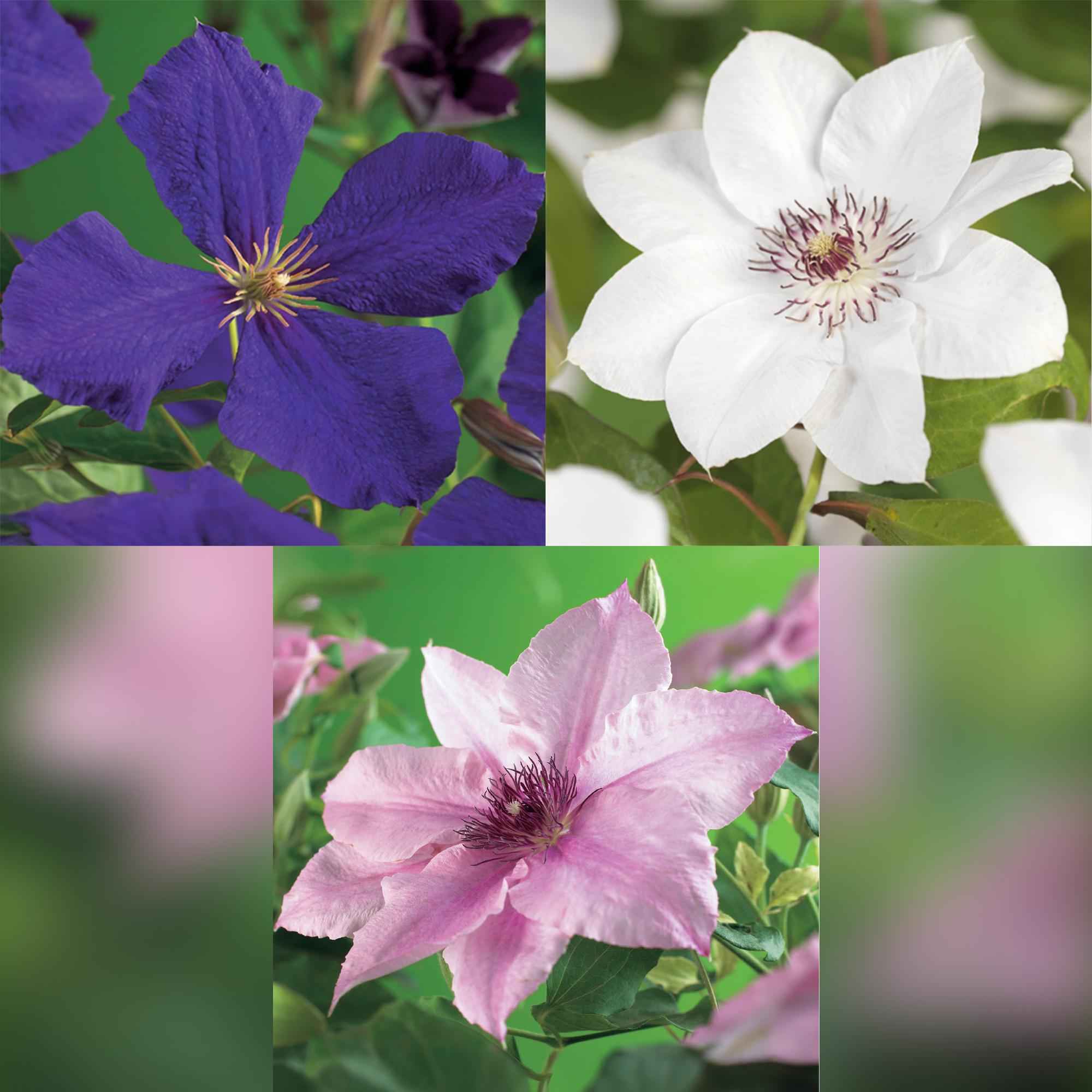 Image of Kletterpflanze Clematis Tricolour – Mehrfarbige Blüten Rosa Weiß Lila – Wenig Pflege – 3 Pflanzen – 11cm Höhe 40cm – Für Garten, Balkon & Pergolen-0