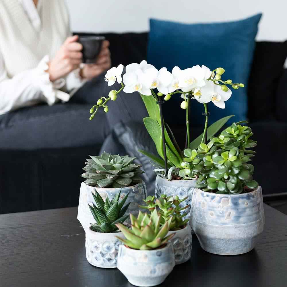 Image of Sukkulenten Set – 4 Pflanzen – Zimmerpflanzen im Ø9cm – Pflegeleicht & dekorativ – Ideal für Zuhause, Büro & Geschenkideen-3