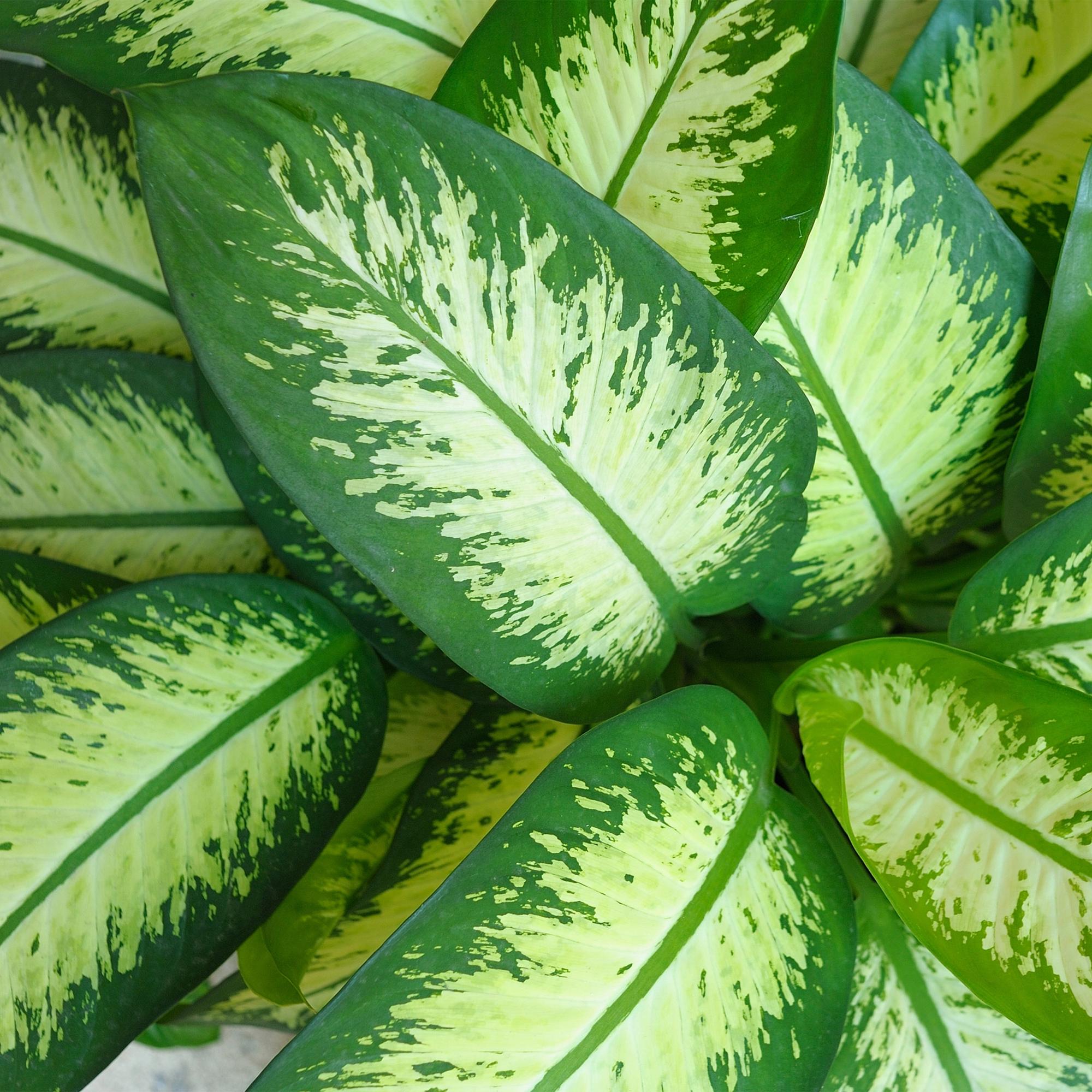Image of Dieffenbachia Tropic Snow – 90-100cm – 21cm inkl. Naturkorb – Pflegeleichte bunte Zimmerpflanze – Großes grün – weißes Blattwerk-4