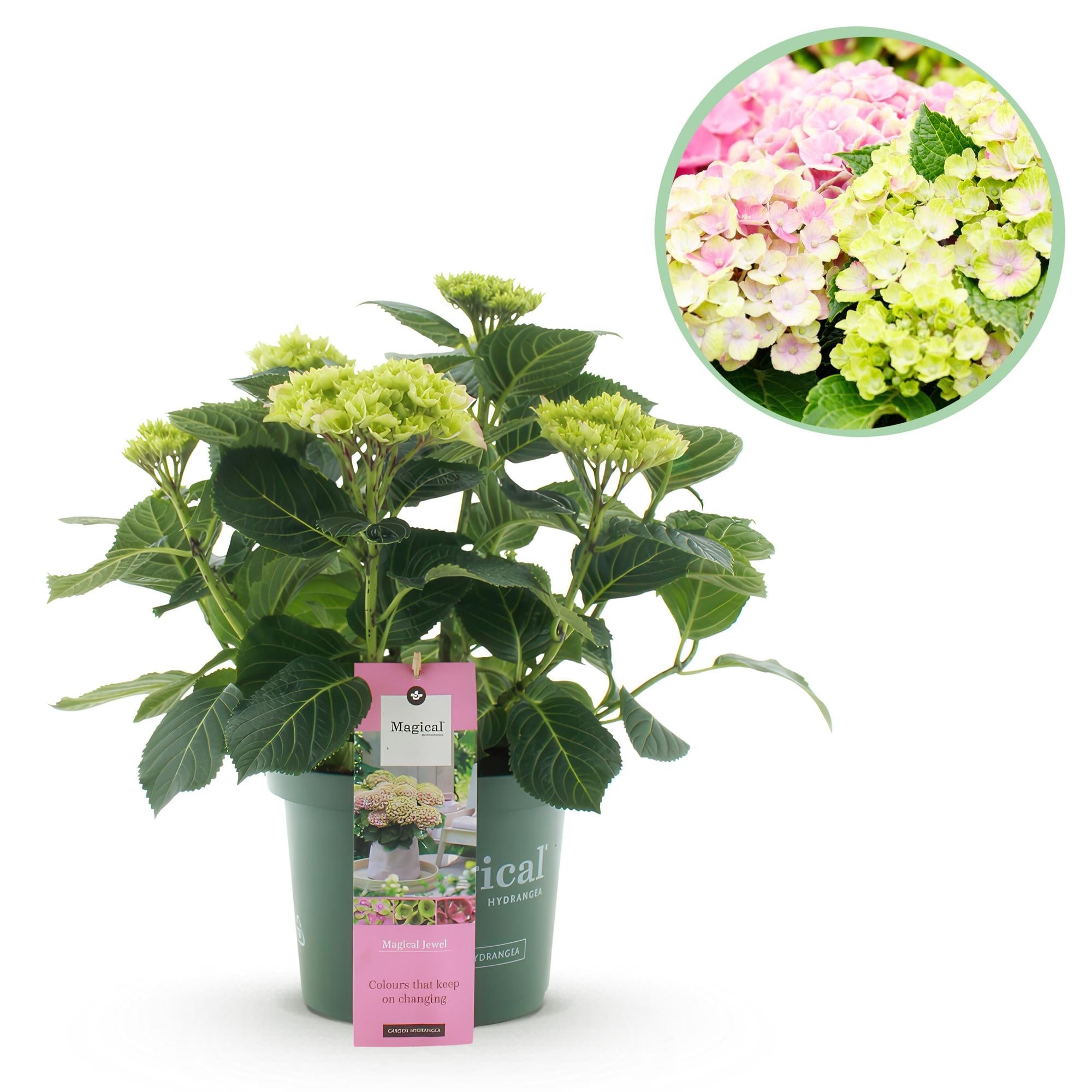 Image of Hortensie Magical Jewel Pink – Hydrangea macrophylla – Rosa – Balkonpflanze – Im 23cm Topf – Ca. 55cm hoch – 6-10 Blüten – Reichblühend & Farbakzent-0