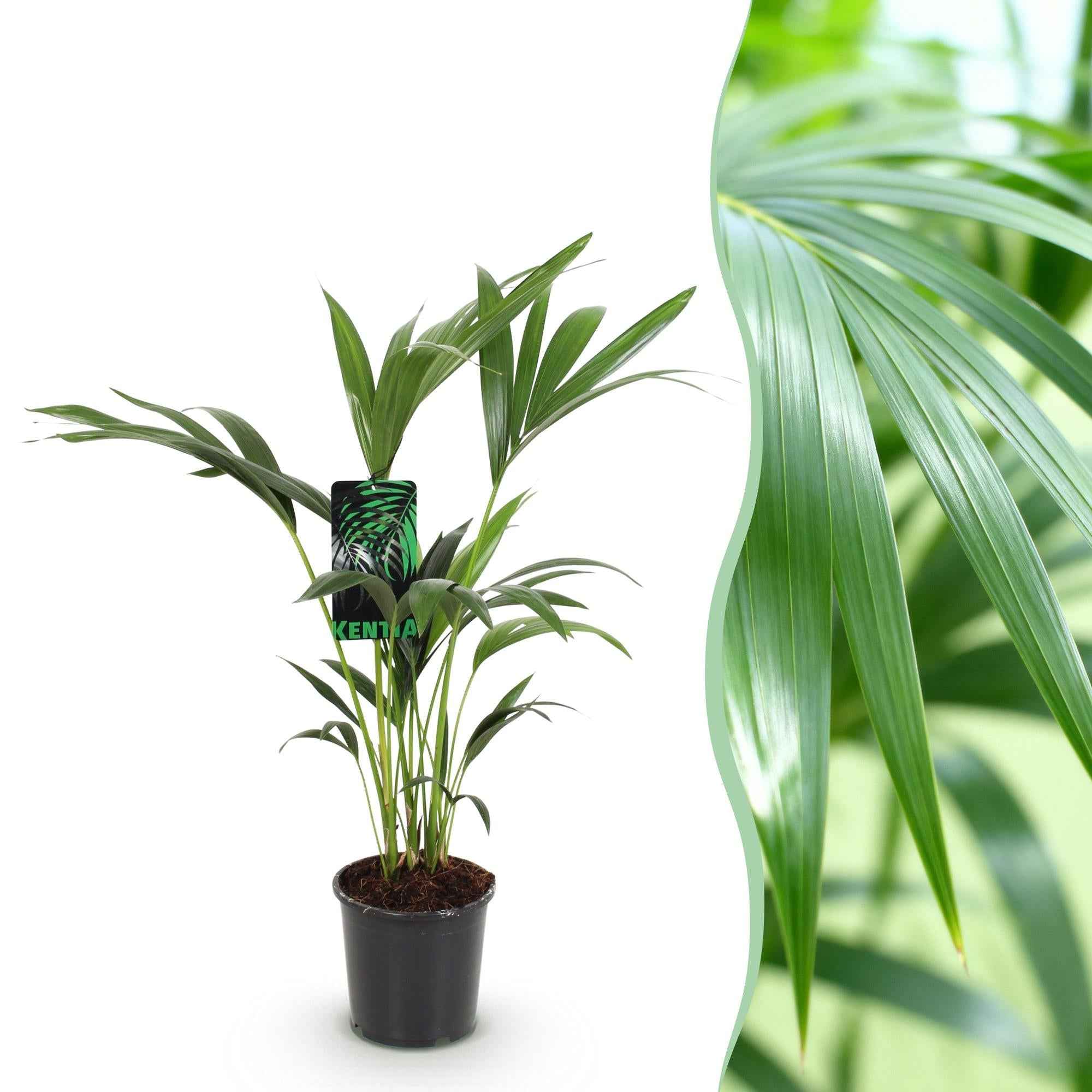 Image of Howea Forsteriana – Kentia – Palme – 70-75cm – 17cm – Pflegeleichte Zimmerpalme mit eleganten Wedeln-1