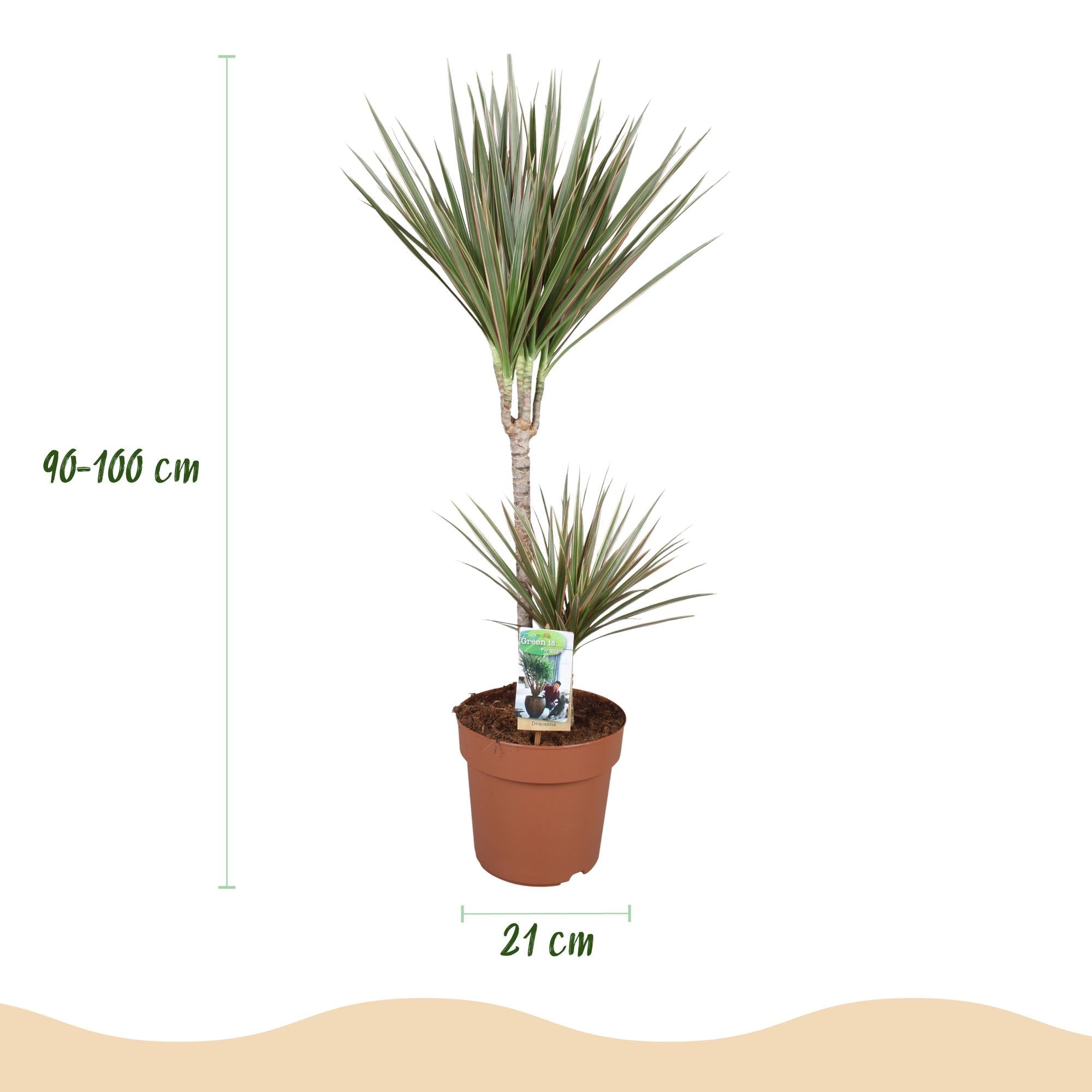 Image of Dracaena Marginata Bicolor – 90-100cm 21cm – Pflegeleichter Drachenbaum in Grün – Braun mit zweifarbigen Blättern für modernes Interieur-2