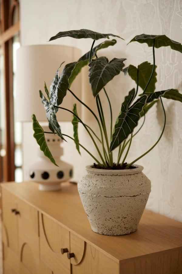 Image of Alocasia Kunstpflanze 80cm – Tropischer Blickfang in Grün – Pflegeleicht & Realistisch – Ohne Gießen – Für Wohnzimmer, Büro & Gastronomie-1