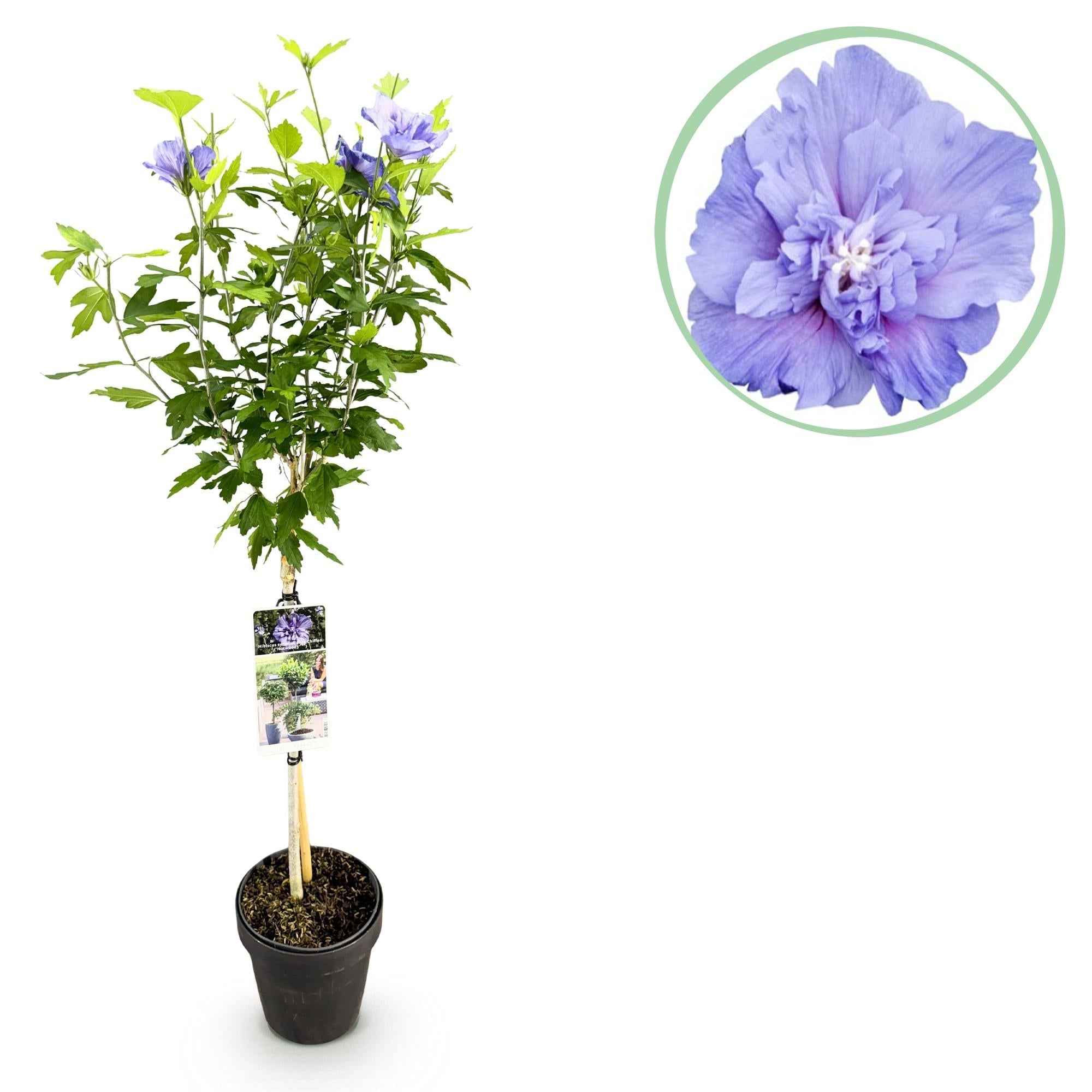 Image of Hibiscus syriacus Blue Chiffon – Pflegeleichte Stamm – Pflanze mit großen blauen Blüten – Laubabwerfend – Ø19cm – Höhe ca. 90cm-0