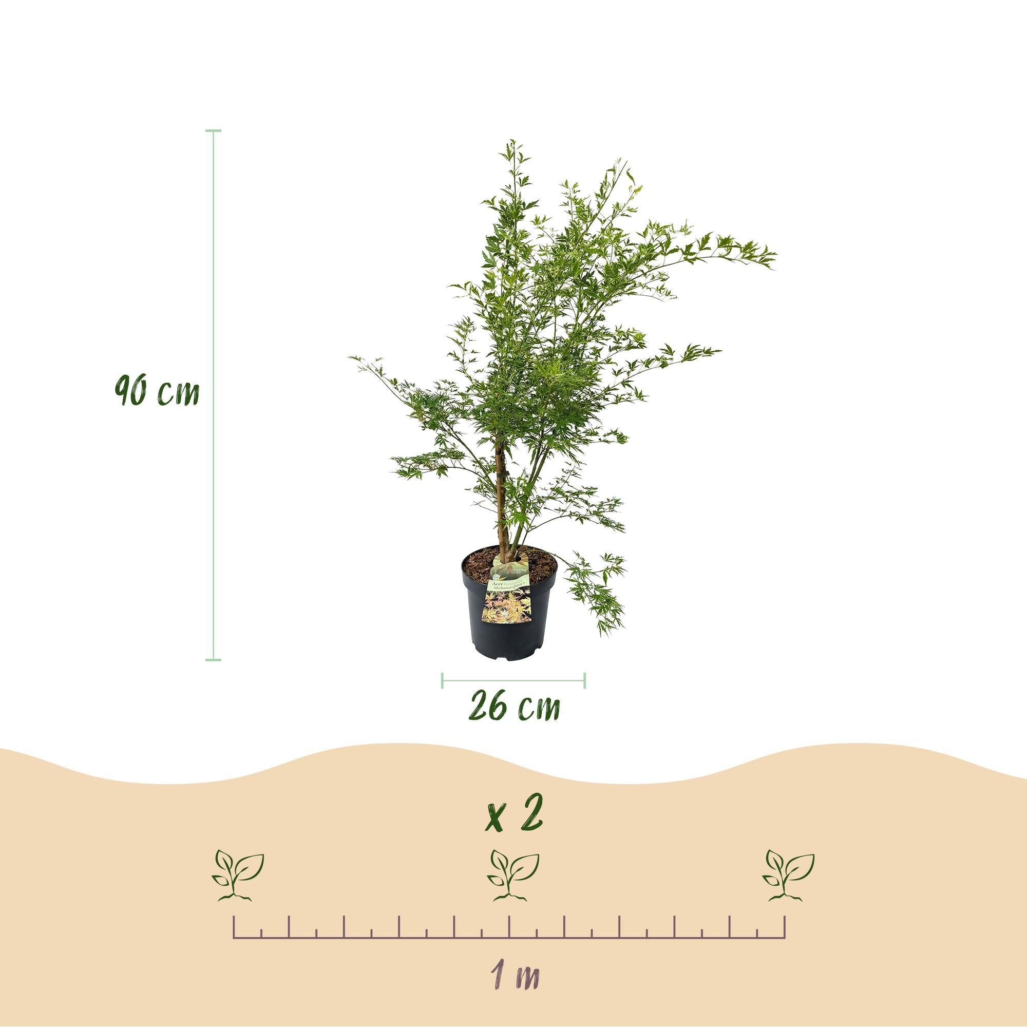 Image of Japanischer Ahorn Acer palmatum Metamorphosa, laubabwerfende Gartenpflanze in Grün und Orange, Zierahorn für Garten und Kübel, Ø26cm, 90cm hoch,-4