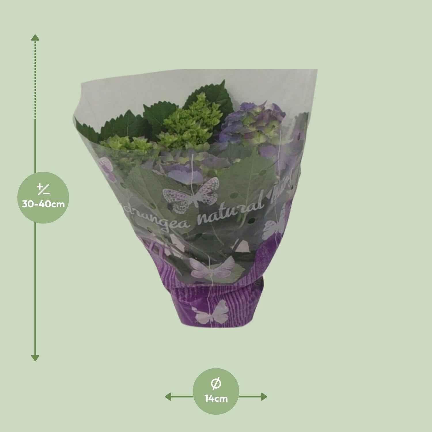 Image of Blaue Hortensie – Ø14cm – ↕35cm – Hydrangea macrophylla als blühende Zimmerpflanze, Balkonpflanze & Gartenpflanze für Halbschatten
