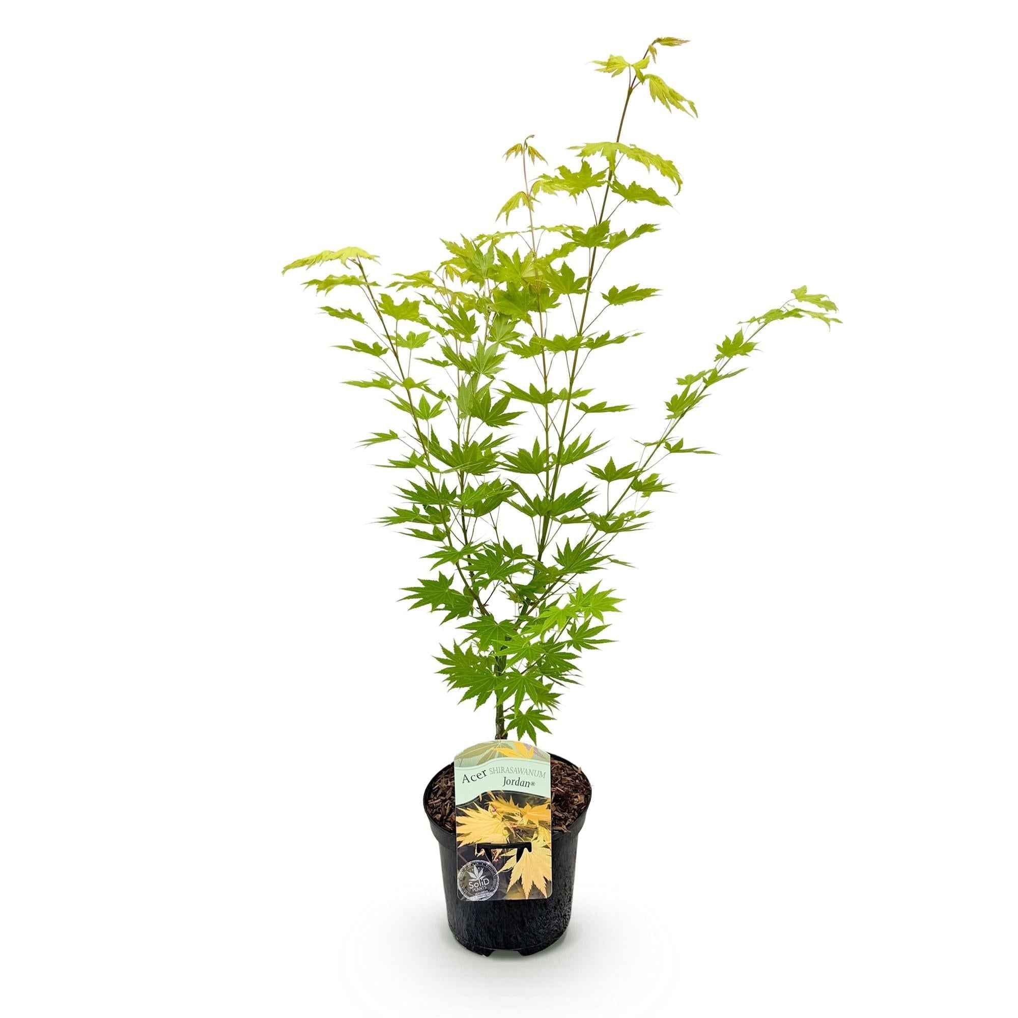 Image of Japanischer Ahorn Acer palmatum 'Jordan' – Gelb – Grün – Balkon – & Gartenpflanze – Ø19cm – Ca. 70cm hoch-1