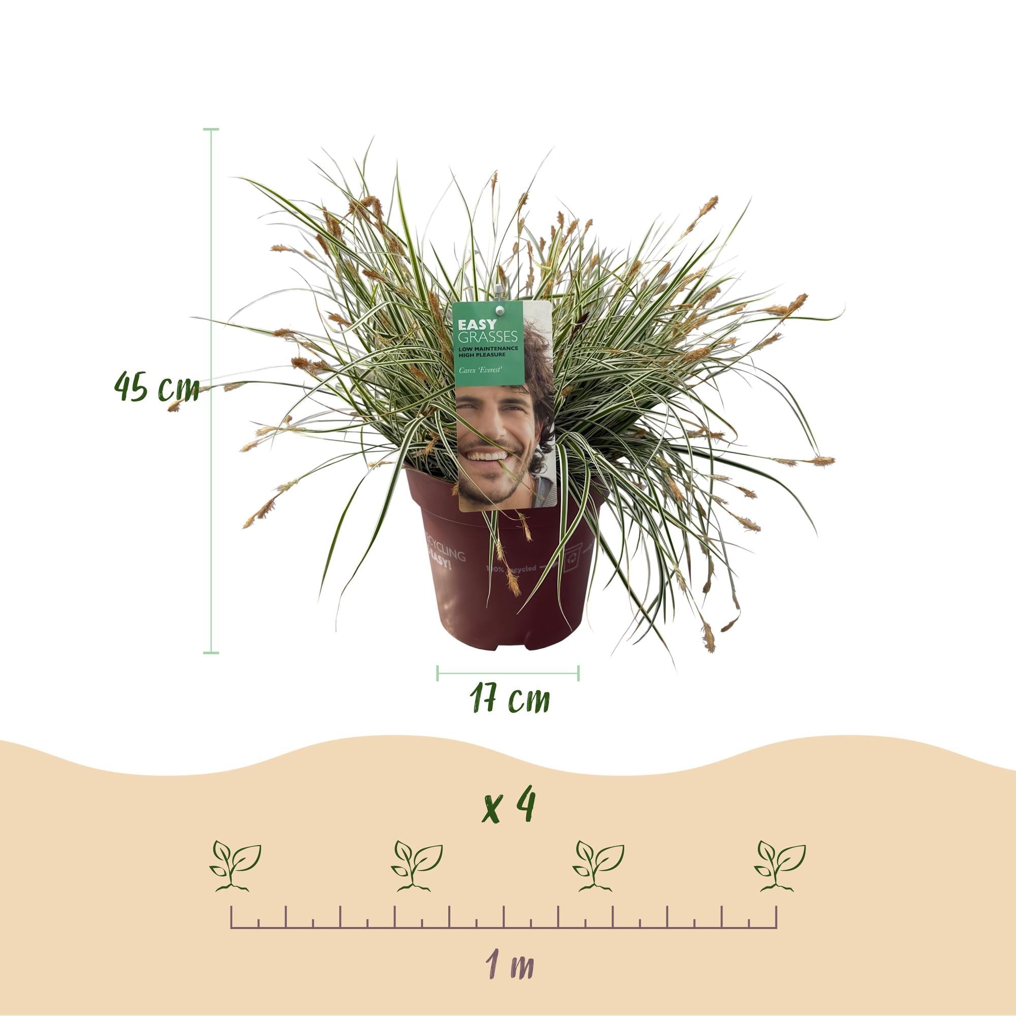 Image of Ziergras Segge Carex oshimensis Everest – Weiß – Grün panaschiert – Immergrün & winterhart – Höhe ca. 50cm – 17cm – Pflegeleicht für Beet & Kübel-4