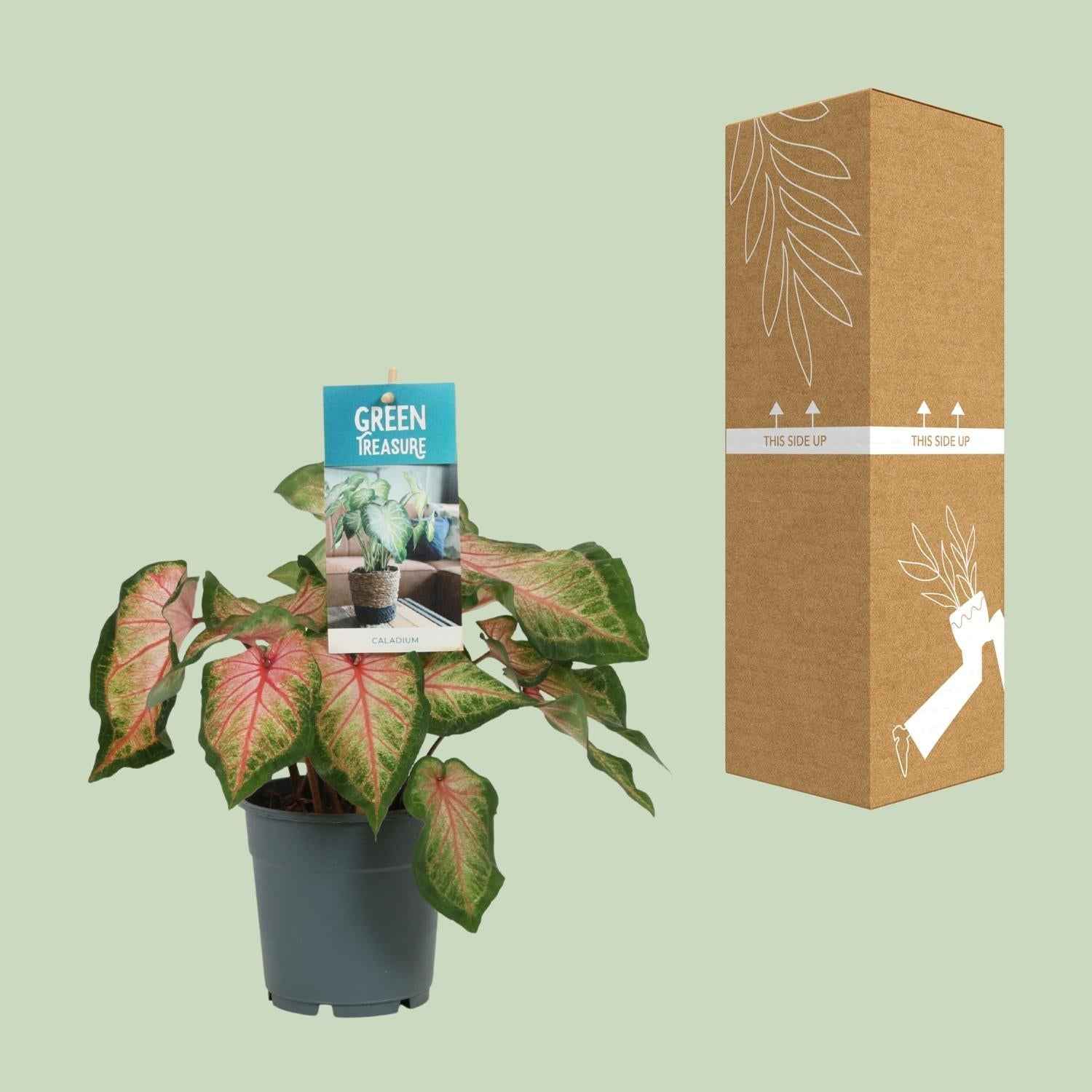 Image of Caladium Rose – Angel Wings – Ø12cm – ↕25cm – Tropische Zimmerpflanze mit rosa – grünem Laub – Dekorativ & pflegeleicht – Für halbschattige Standorte