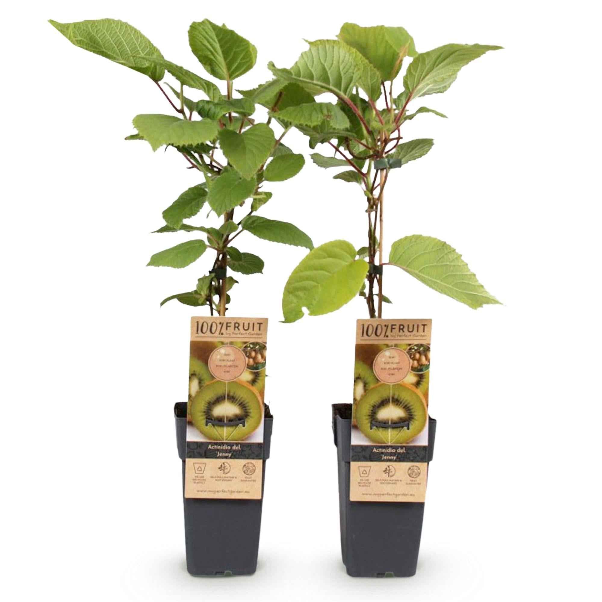 Image of Kiwi Pflanze Actinidia deliciosa 'Jenny' – 2er – Set – Obstpflanze 15cm – ca. 50cm hoch – Selbstfruchtend – Für Garten & Balkon-2