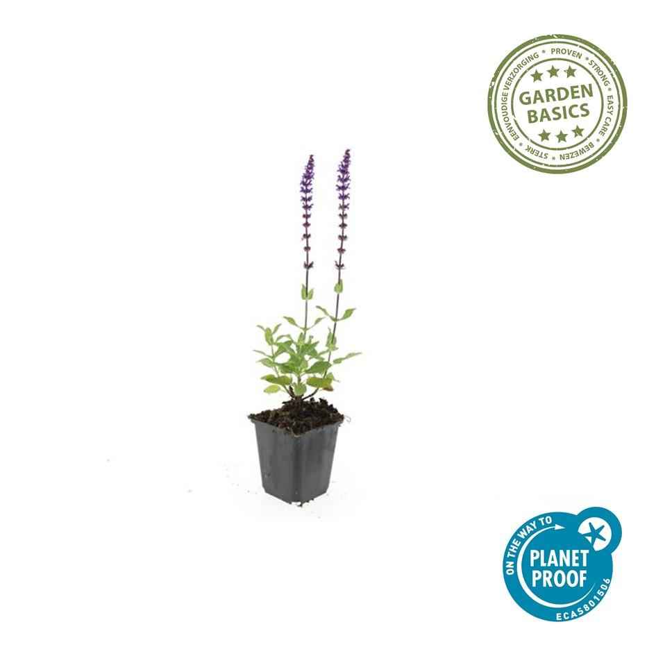 Image of Blüten – Salbei Salvia nemorosa 'Caradonna' – ↕10-25cm – Ø9cm – 6 Pflanzen – Tiefviolett – Bienenfreundlich – Pflegeleicht – Sonniger Standort-2