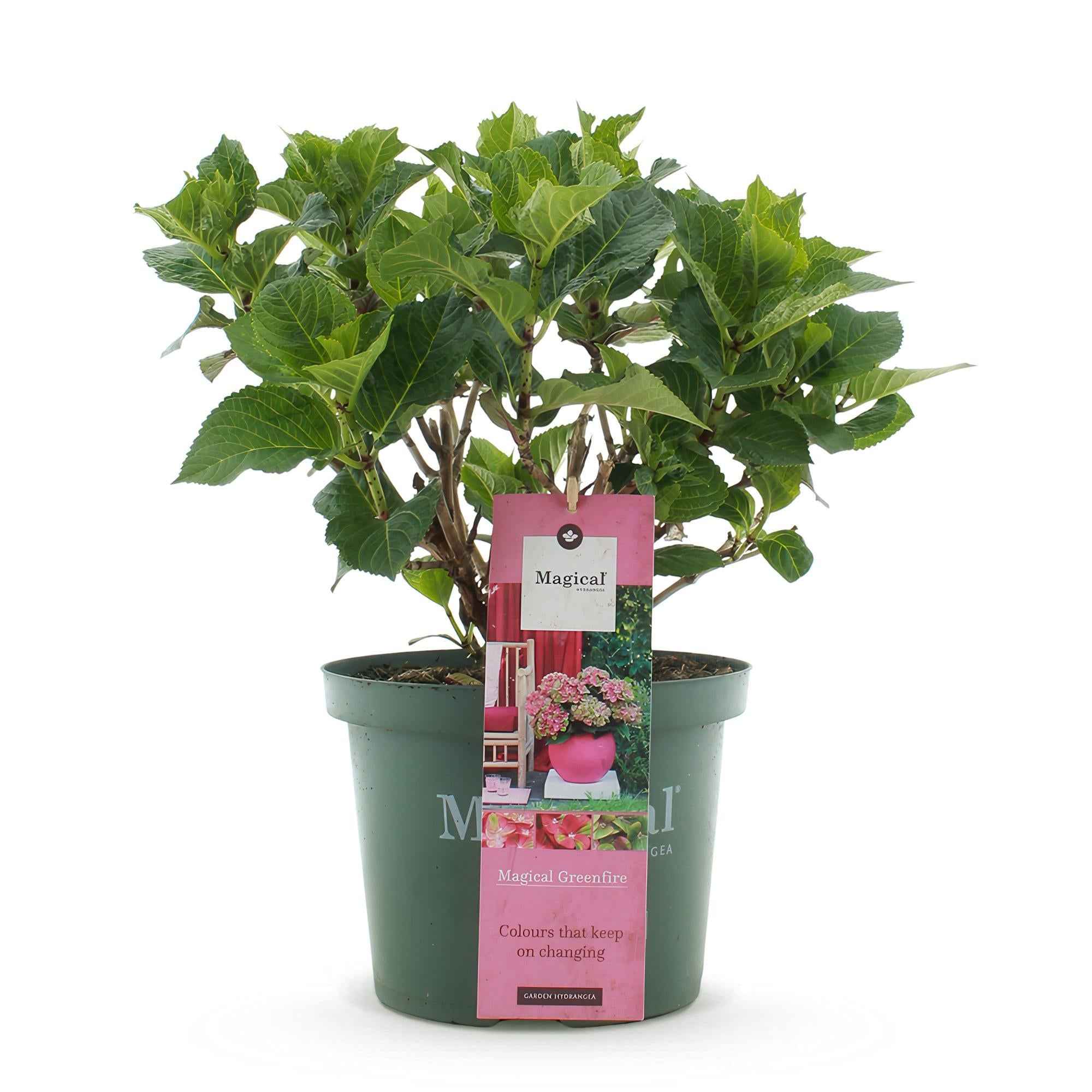Image of Hortensie Magical Green Fire – Hydrangea macrophylla – Rosa – Grün – Balkonpflanze – Im 23cm Topf – Ca. 55cm hoch – 6-10 Blüten – Pflegeleicht-2