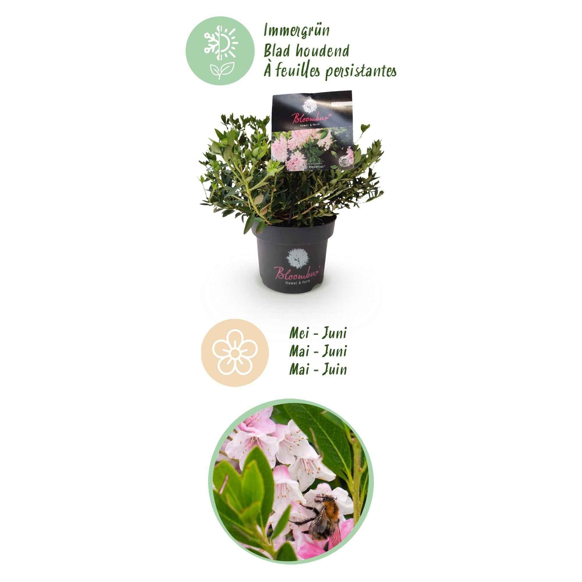 Image of Rhododendron Bloombux Light Pink – Zwerg-Rhododendron als Buchsbaum-Ersatz – Winterharte Gartenpflanze – 17cm ↕30-40cm-2
