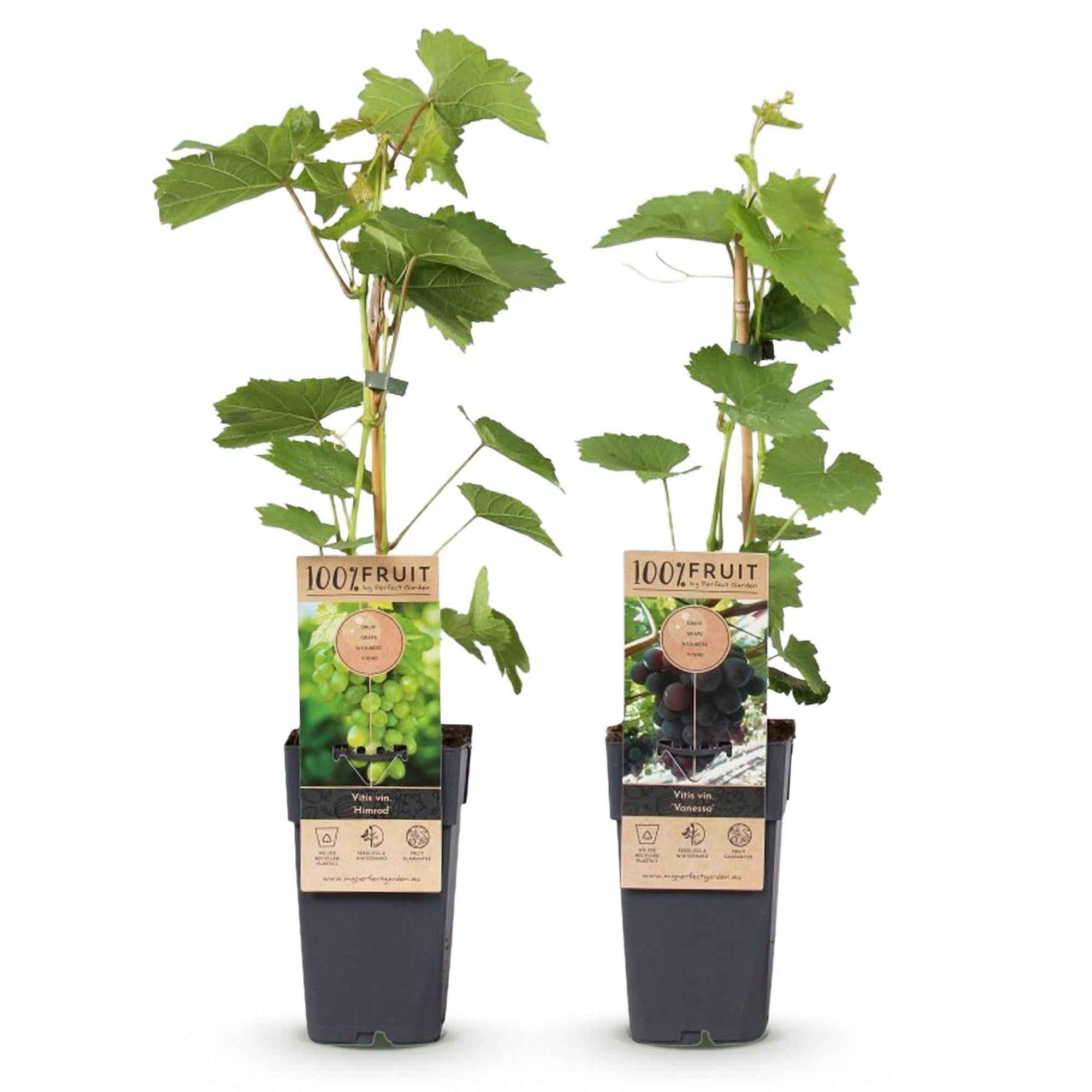 Image of Weinrebe – Vitis vinifera Vanessa & Himrod – Kernlose lila & weiße Trauben – 2 Pflanzen – Obstpflanze – 15cm – Höhe 50cm-2