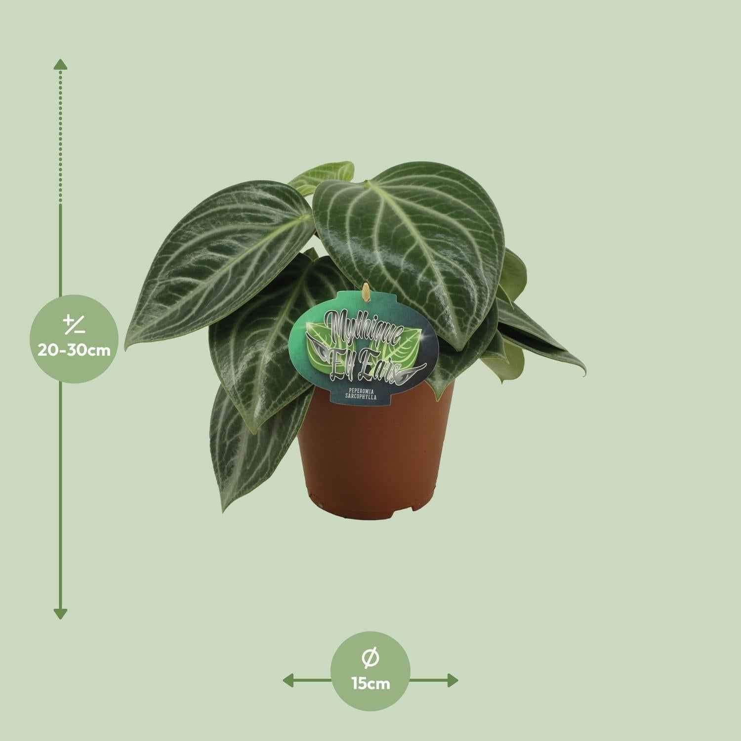 Image of Zwergpfeffer Peperomia Sarcophylla – Zimmerpflanze – Einzigartige Blattmuster – Ø15cm – Höhe 25cm – Pflegeleicht-1