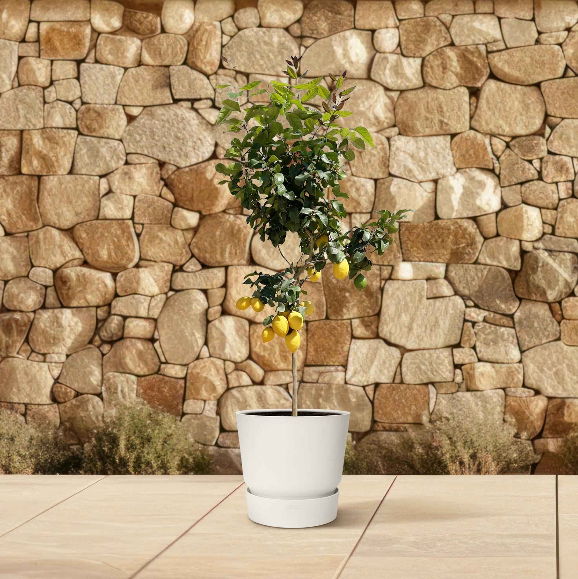 Image of Zitronenbaum – Citrus limon – ca. 150cm hoch – Ø24cm – duftende Blüten & essbare Zitronen – immergrüne Zimmer – & Terrassenpflanze