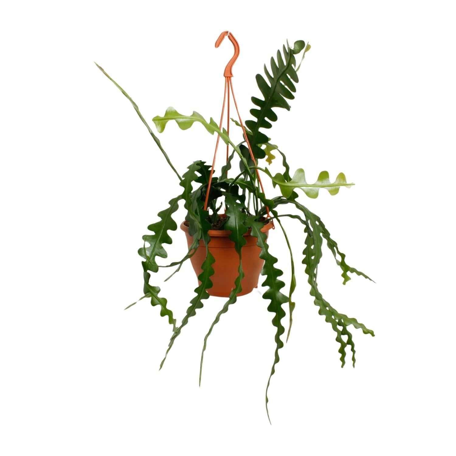 Image of Fischgrätenkaktus – Epiphyllum anguliger – Zimmerpflanze - 35 cm – Ø17 cm – Hängepflanze mit gezackten Blättern – Exotisch & pflegeleicht