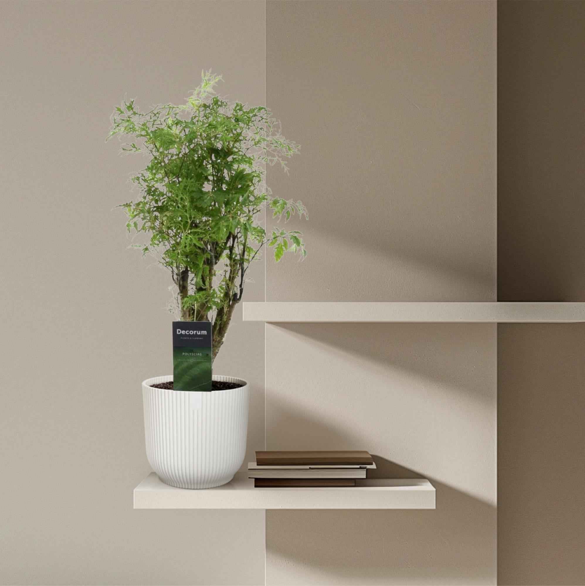 Image of Polyscias Hawaiiana Ming 45cm – Ø12cm – Zimmerpflanze mit dichtem, tiefgrünem Blattwerk – Pflegeleicht & ideal für Wohnzimmer, Büro & Innenräume
