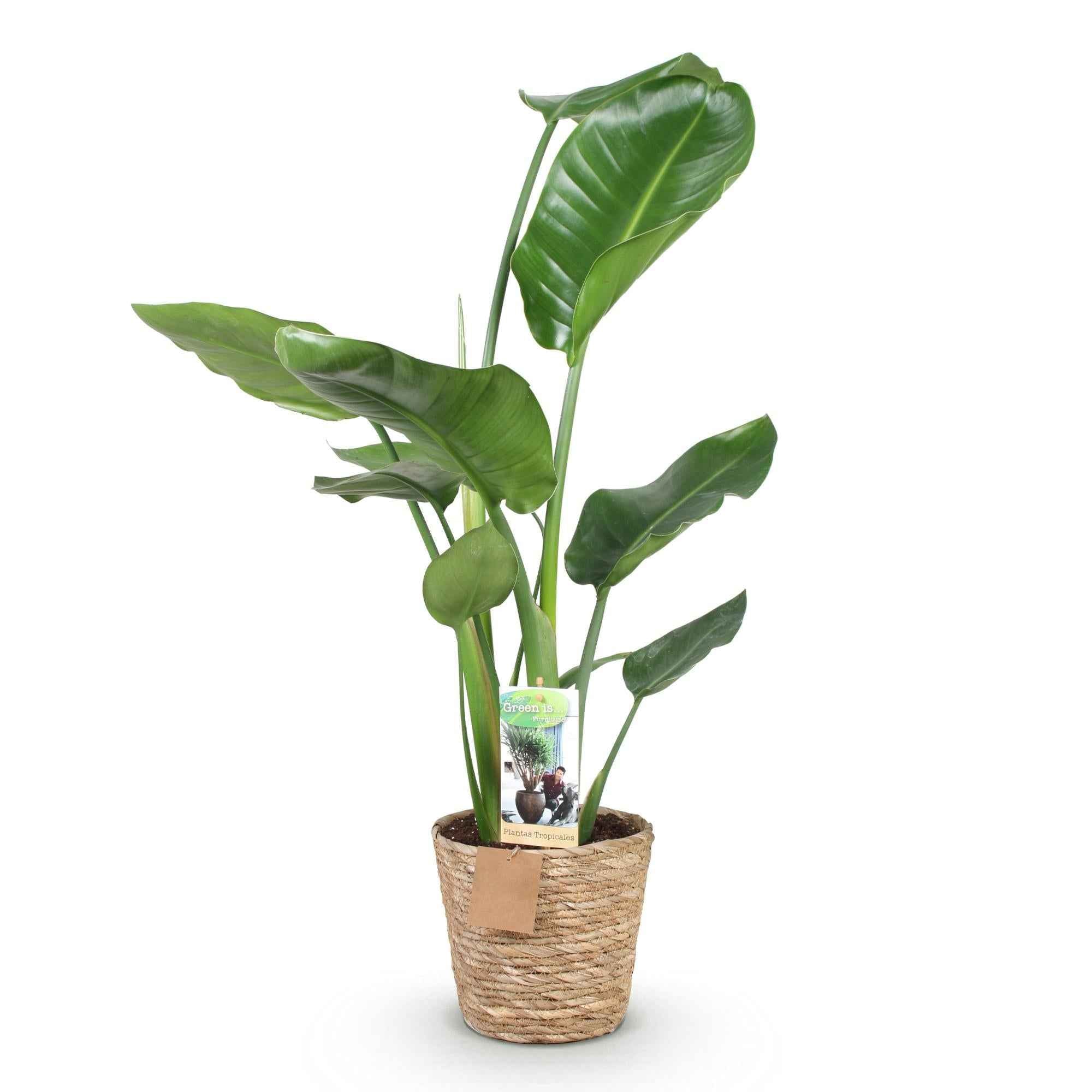 Image of Strelitzia Nicolai – 70-90cm – 17cm inkl. Naturkorb – Pflegeleichte Paradiesvogelblume – Tropische Zimmerpflanze mit großen Blättern für helle Wohn-0