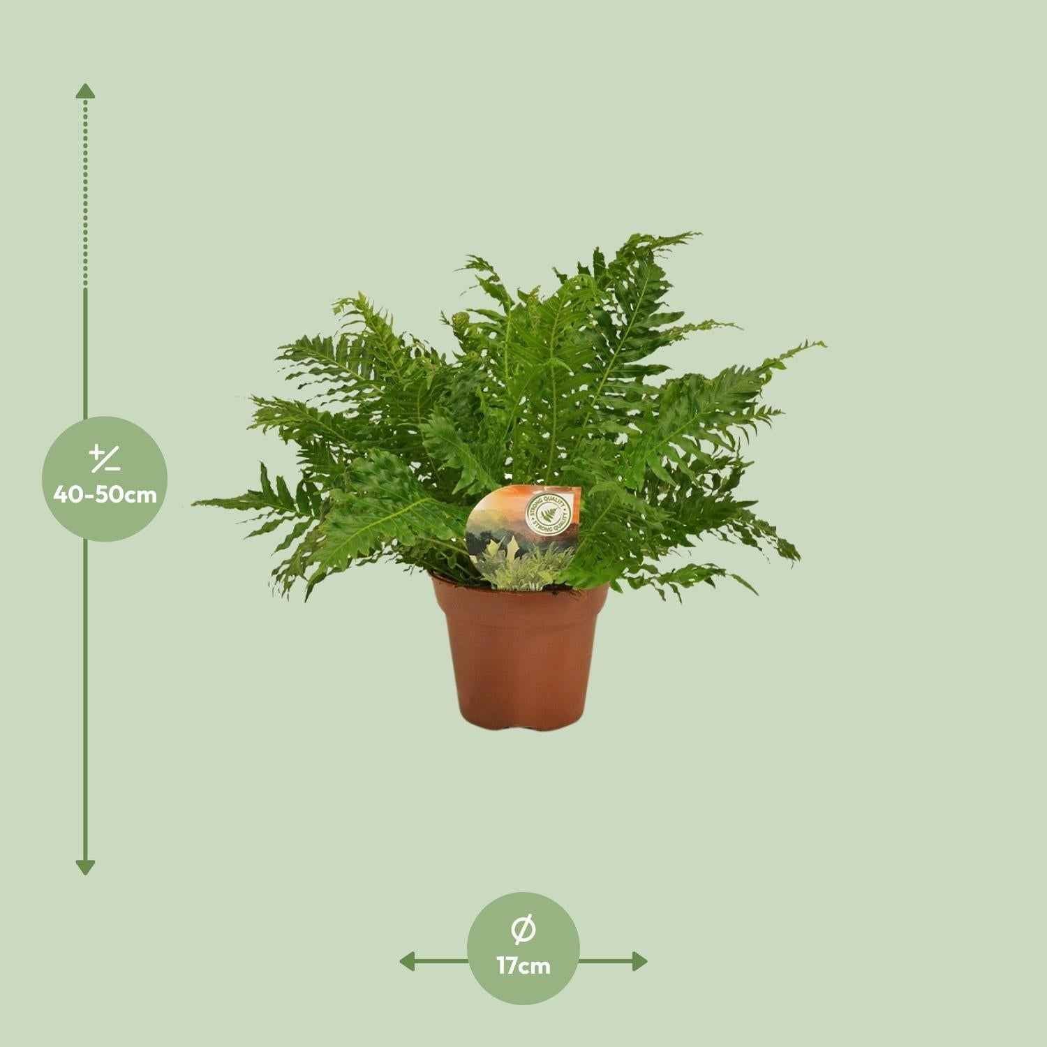 Image of Zwerg – Baumfarn – Blechnum Silver Lady – Zimmerpflanze – Ø17cm – ↕50cm – Pflegeleicht – Silbergrüne Wedel – Luftreinigend-2