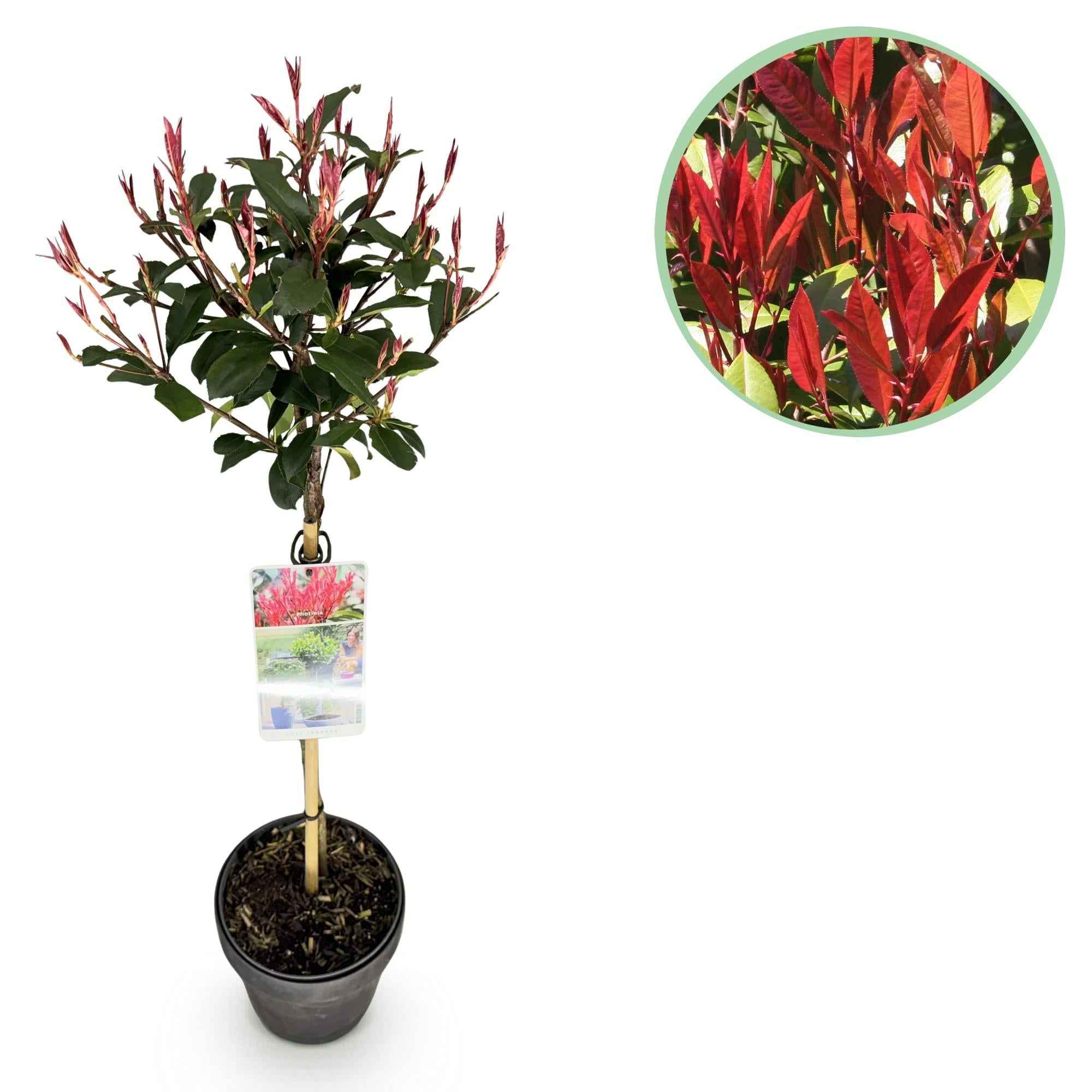 Image of Glanzmispel Photinia fraseri Carré Rouge – 19cm Höhe ca.90cm – Immergrün & winterhart – Grün – rotes Laub – Ziergehölz-0