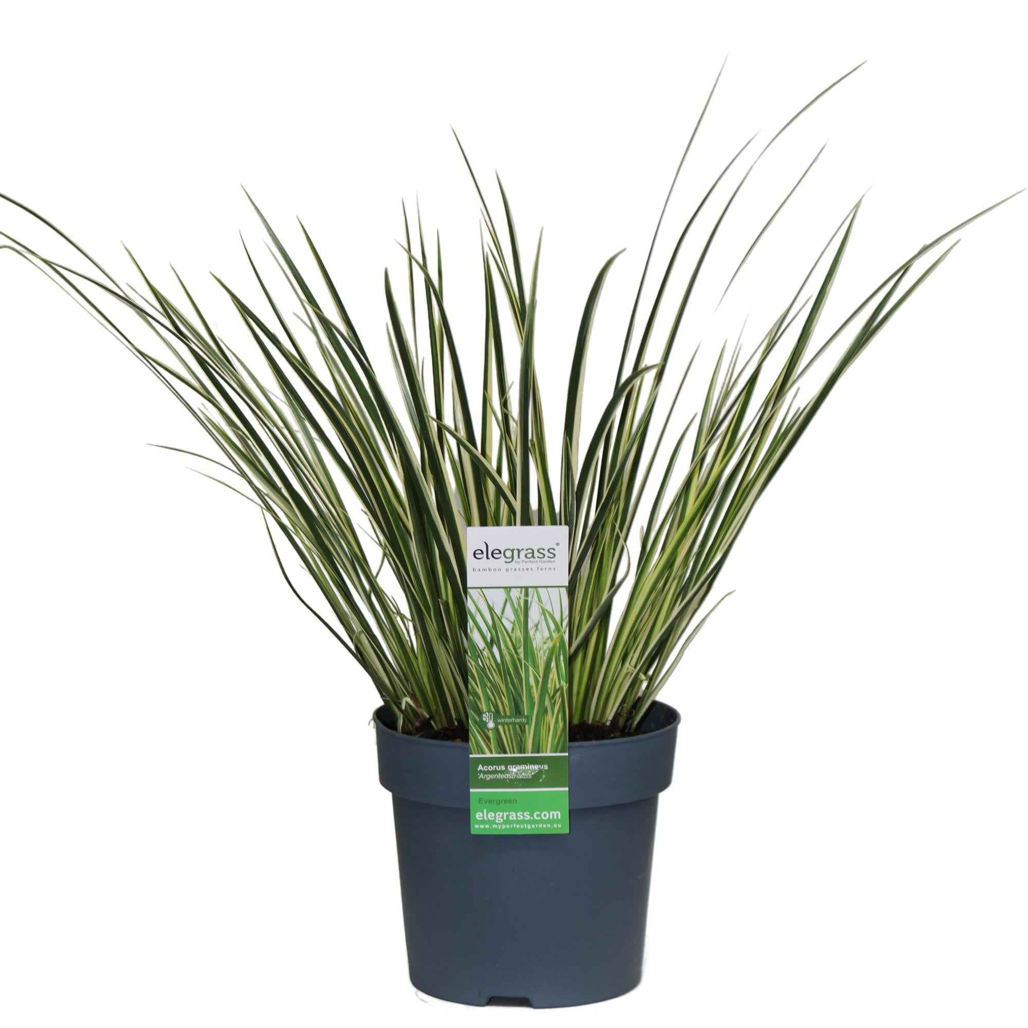 Image of Acorus gramineus 'Argenteostriatus' – Immergrünes Ziergras mit gelbgrünen Streifen – Ø14cm – 30cm hoch – Ideal für feuchte Standorte & Uferbereiche-1