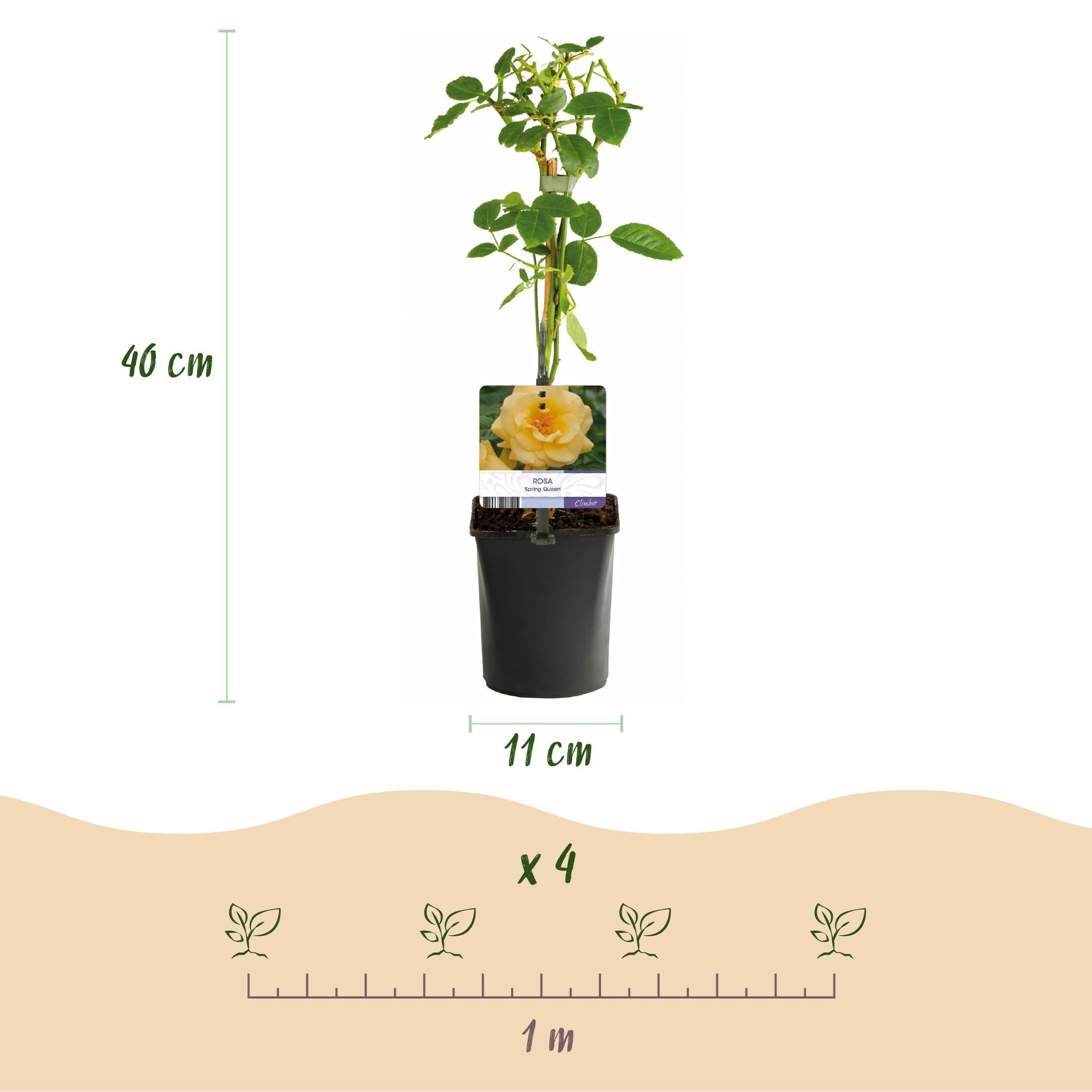 Image of Kletterrose Rosa Spring Queen – Gelb – Pflegeleicht – 2 Pflanzen – 11cm x H40cm – Duftende Rosen für Garten, Balkon & Terrasse-2