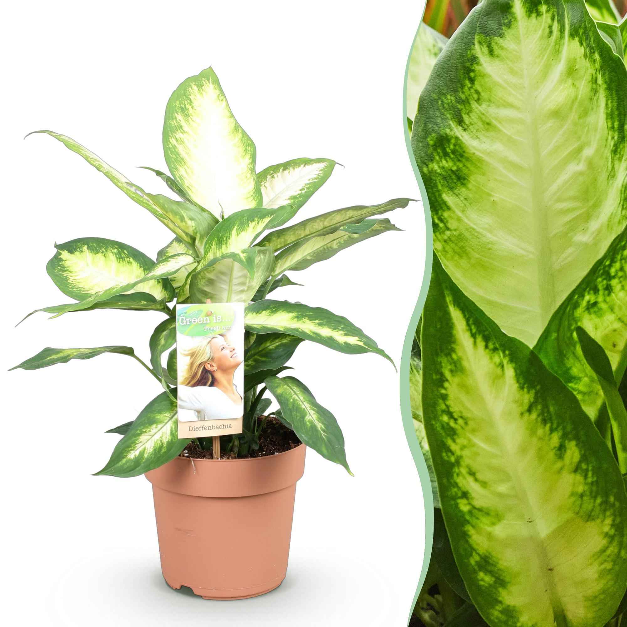 Image of Dieffenbachia Camilla – 17cm – Höhe 45-50cm – Pflegeleichte bunt gemusterte Zimmerpflanze für Wohnzimmer, Büro und schattige Innenräume-1