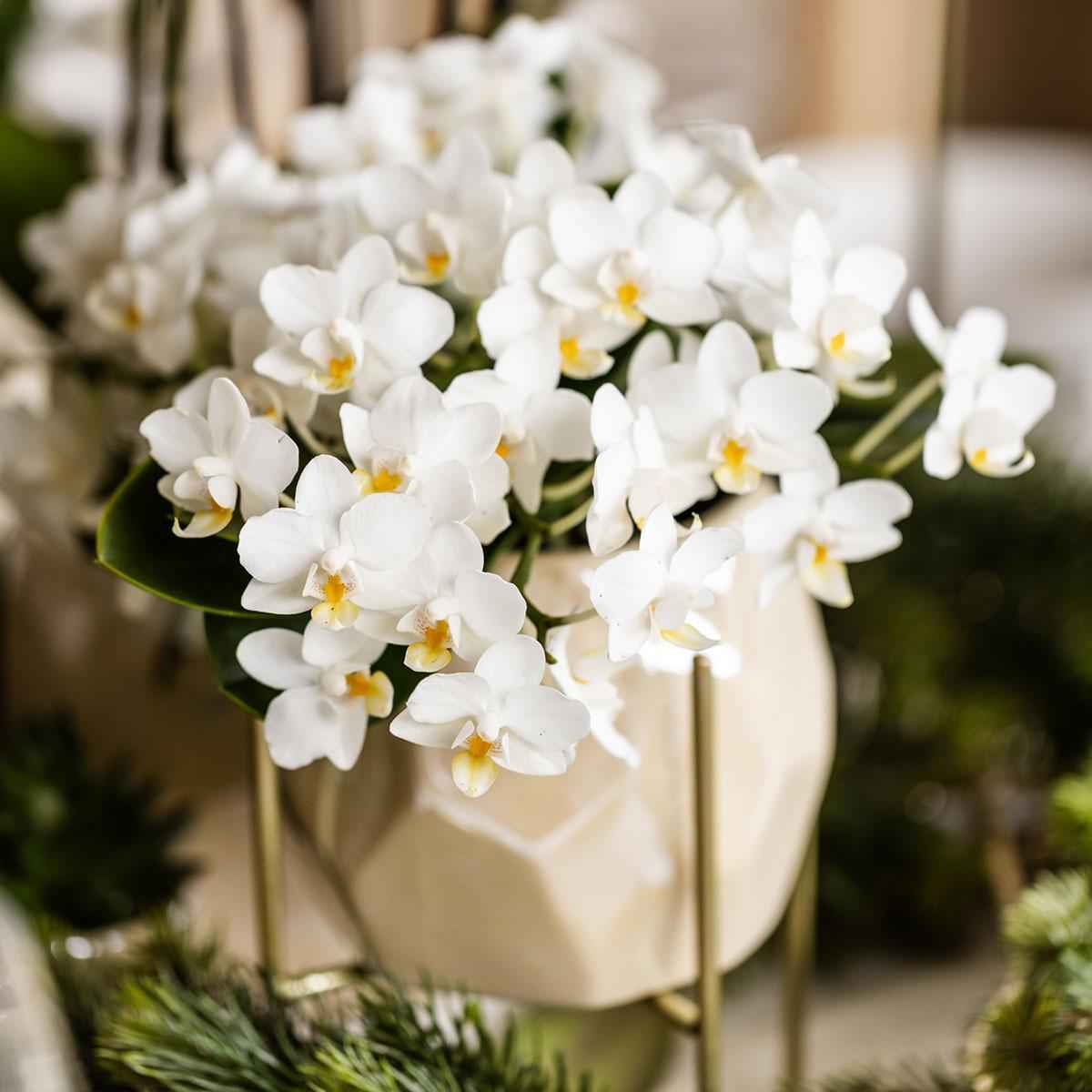 Image of Weiße Phalaenopsis Orchidee Nazaré – Ø9cm – Elegante Zimmerpflanze – Pflegeleicht & Blühfreudig – Ideal für Küche, Wohnzimmer & Büro