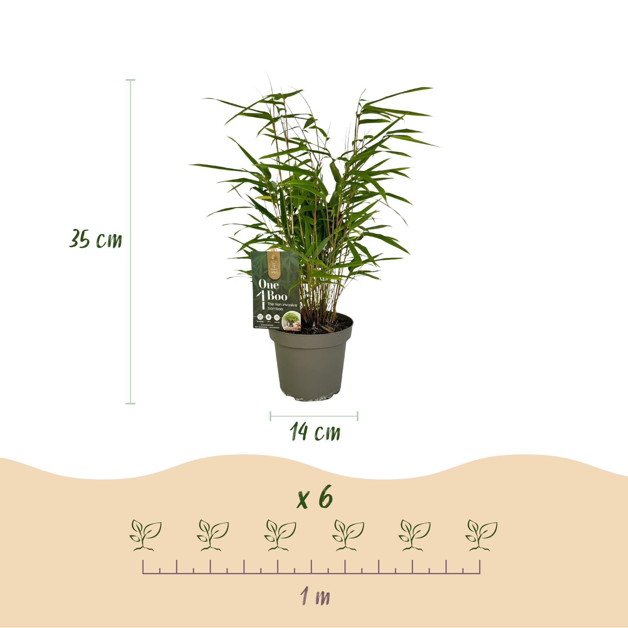 Image of Bambus Fargesia rufa – Immergrün – 4 Pflanzen – Nicht ausbreitend – Grüner Bambus für Hecke, Garten & Terrasse – Ø14cm Höhe ca. 35cm-3
