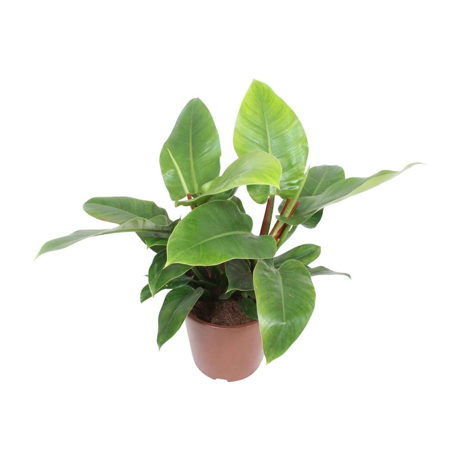 Image of Philodendron Imperial Green – Baumfreund – Ø27cm ↕80cm – Große pflegeleichte Zimmerpflanze mit grünen Blättern für Wohnzimmer & Büro-0