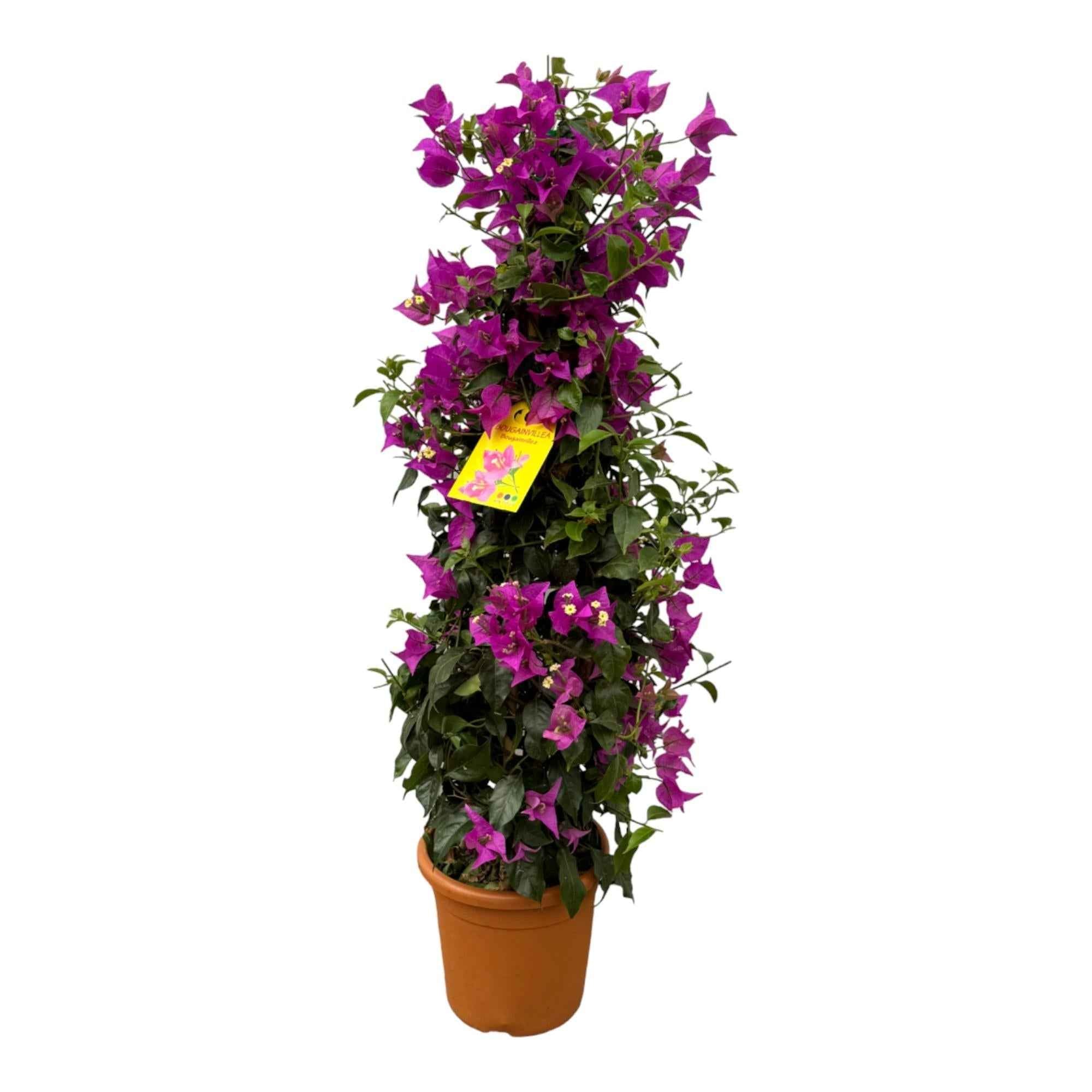 Image of Drillingsblume Bougainvillea Pyramide 80cm – Ø17cm – blühende Kletterpflanze als Pyramidenform – leuchtende Farben für Terrasse, Balkon & Garten-0