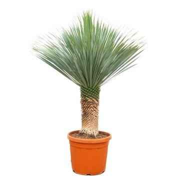 Image of Palmlilie Yucca Rostrata – Zimmerpflanze 170cm – Ø55cm – Winterhart – Pflegeleichte, exotische Solitärpflanze