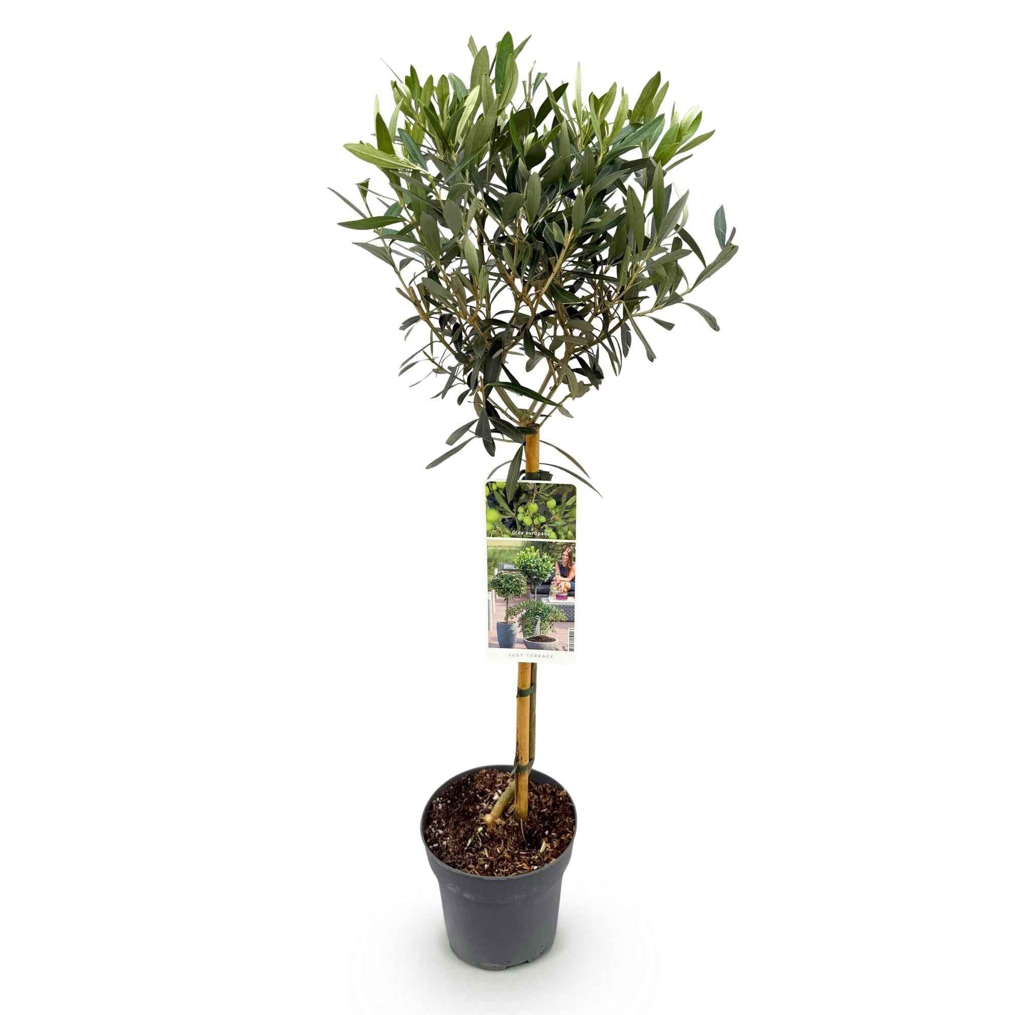 Image of Olea Europaea Olivenbaum auf Stamm – Immergrüne Terrassenpflanze – Pflegeleicht – Ø19cm – Höhe ca. 90cm – Mediterranes Flair für Balkon & Garten-1