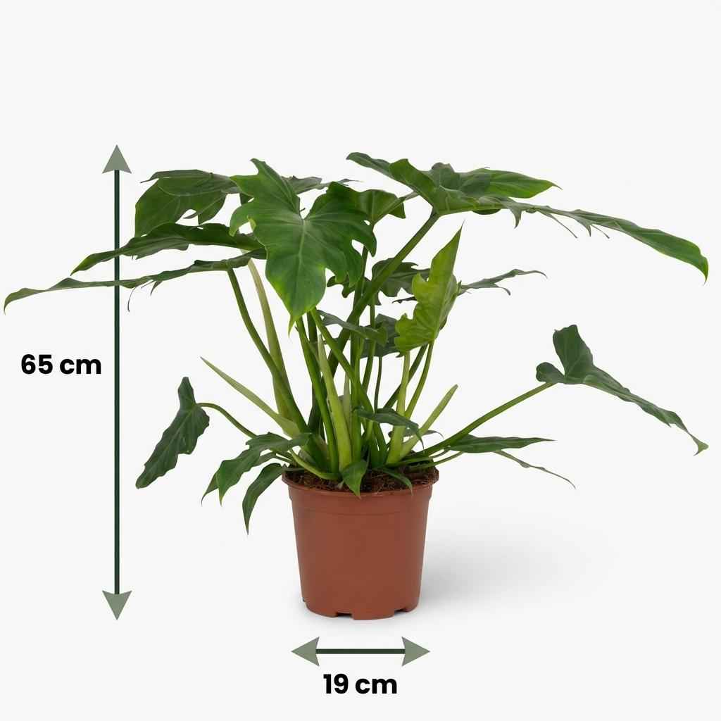 Image of Philodendron lacerum grün 65cm 19cm Baumfreund Pflanze pflegeleicht große Blätter für Zimmer & Büro tropische Grünpflanze für halbschattige Standorte-4