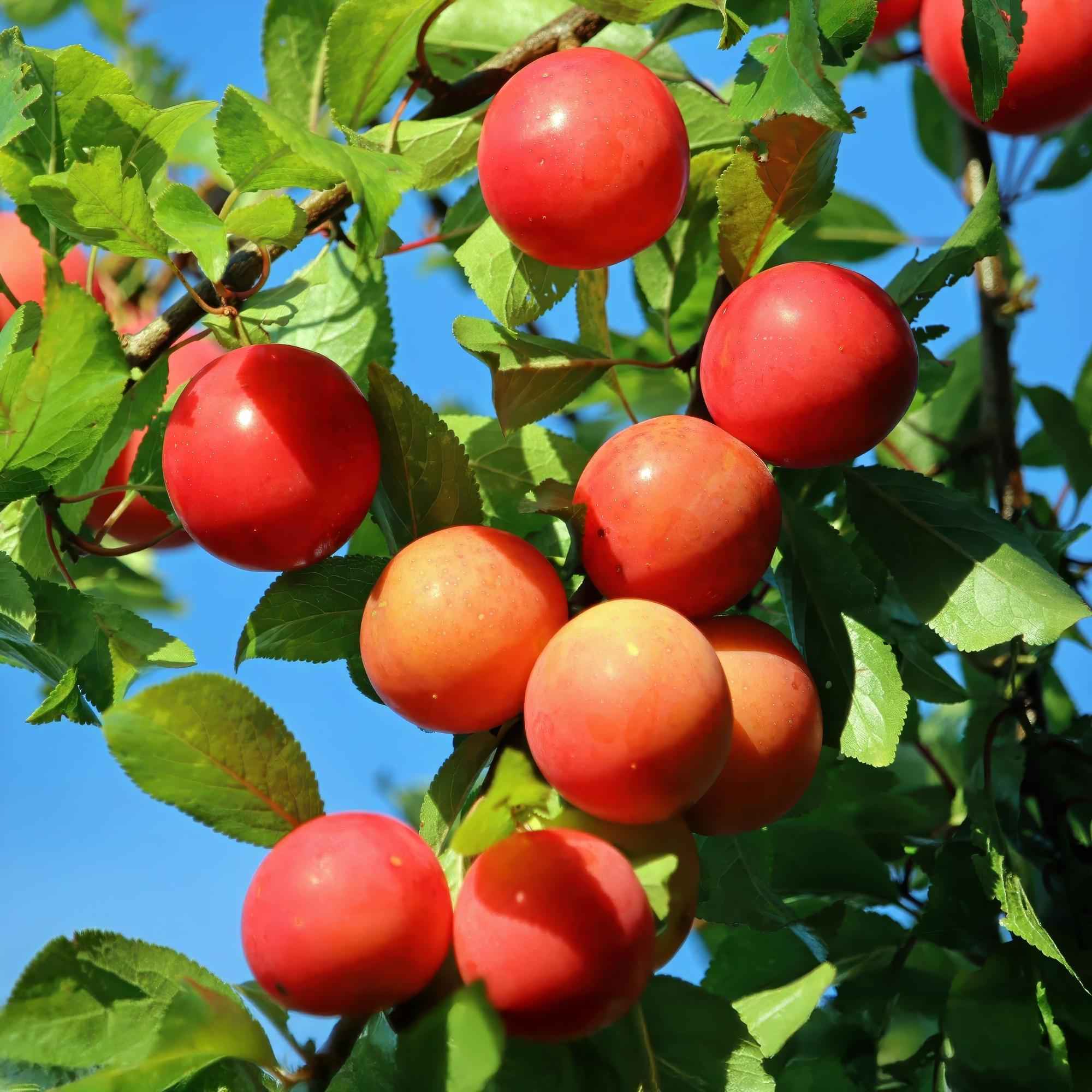 Image of Pflaumenbaum Prunus domestica Victoria – Obstpflanze – Rote Pflaumen – 21cm – Höhe 90cm – Einfache Pflege – Sommerliche Ernte