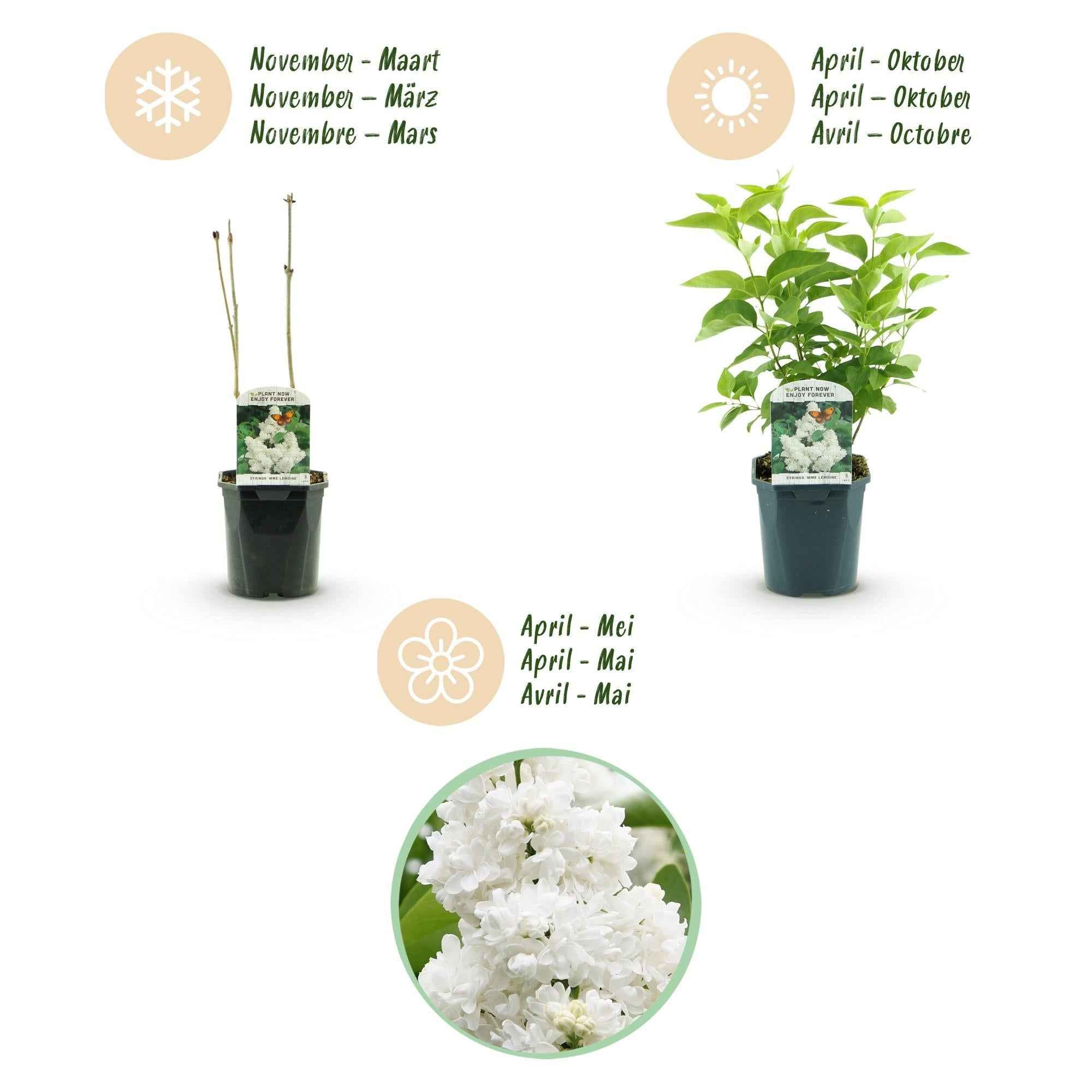 Image of Flieder Syringa vulgaris Mme Lemoine 45cm – winterhart – weiße gefüllte, duftende Blüten Mai – Juni – Topf 17cm-4