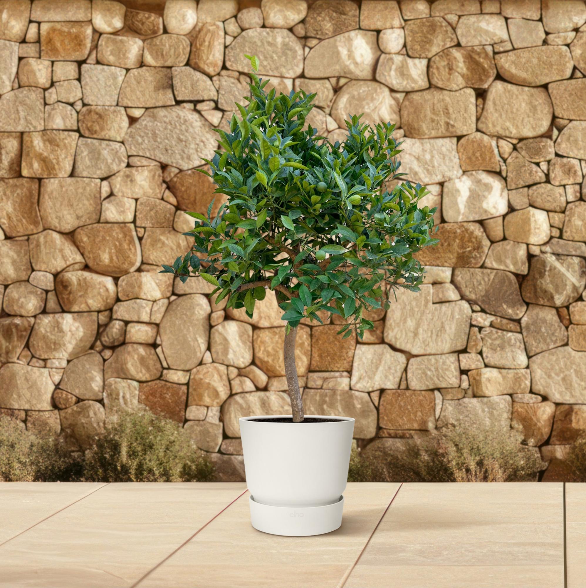 Image of Orangenbaum, mediterrane Zitruspflanze mit Früchten und duftenden Blüten, Ø40cm, 200cm hoch, immergrüner Citrusbaum für Terrasse, Balkon,-4