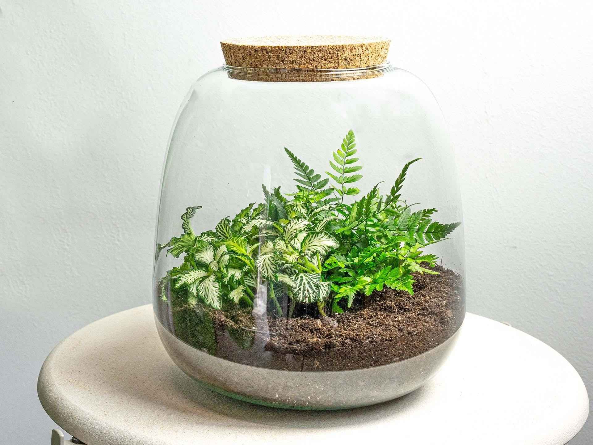 Image of Flaschengarten Terrarium Emma Mini DIY Bausatz – Ø19cm x ↑20cm – Pflanzenterrarium mit Fittonia White Tiger & Farn – Nachhaltiger Mini-0