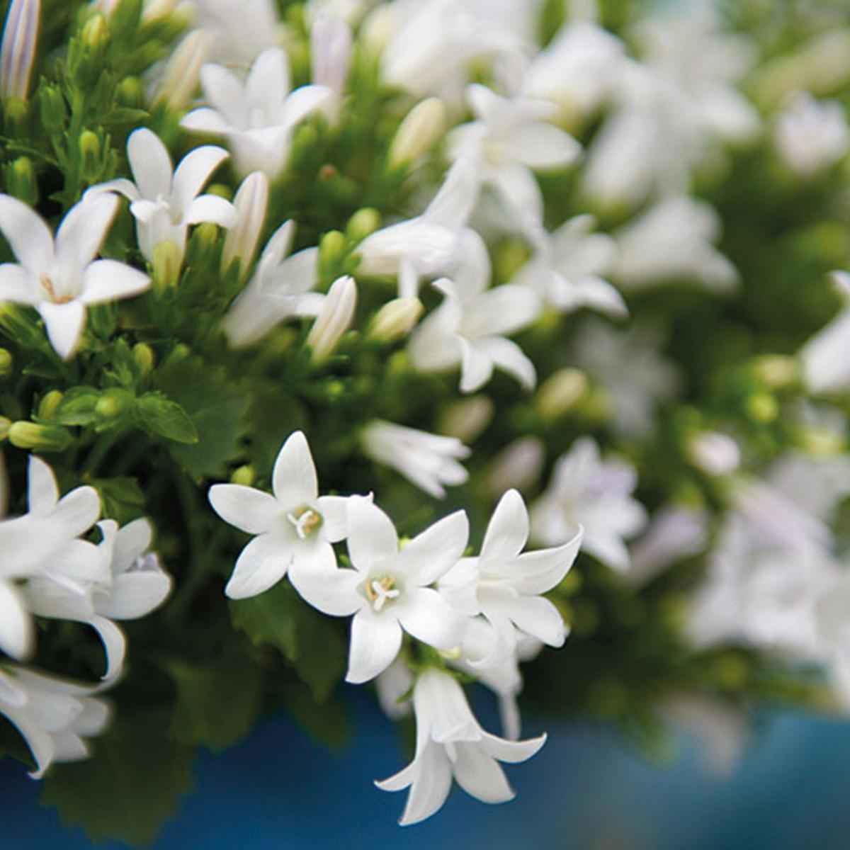 Image of Campanula Addenda Ambella weiß 3er Set – Glockenblume weiß im Baumwollkorb mit Bewässerungsreservoir – Topfgröße 12cm-4