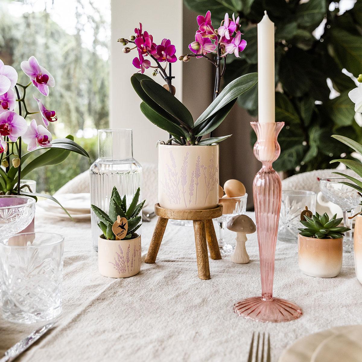 Image of Blumentopf Lavendel – Ø6cm – Pflanztopf für Mini-Pflanzen, Sukkulenten & Kräuter – Leicht & robust-1