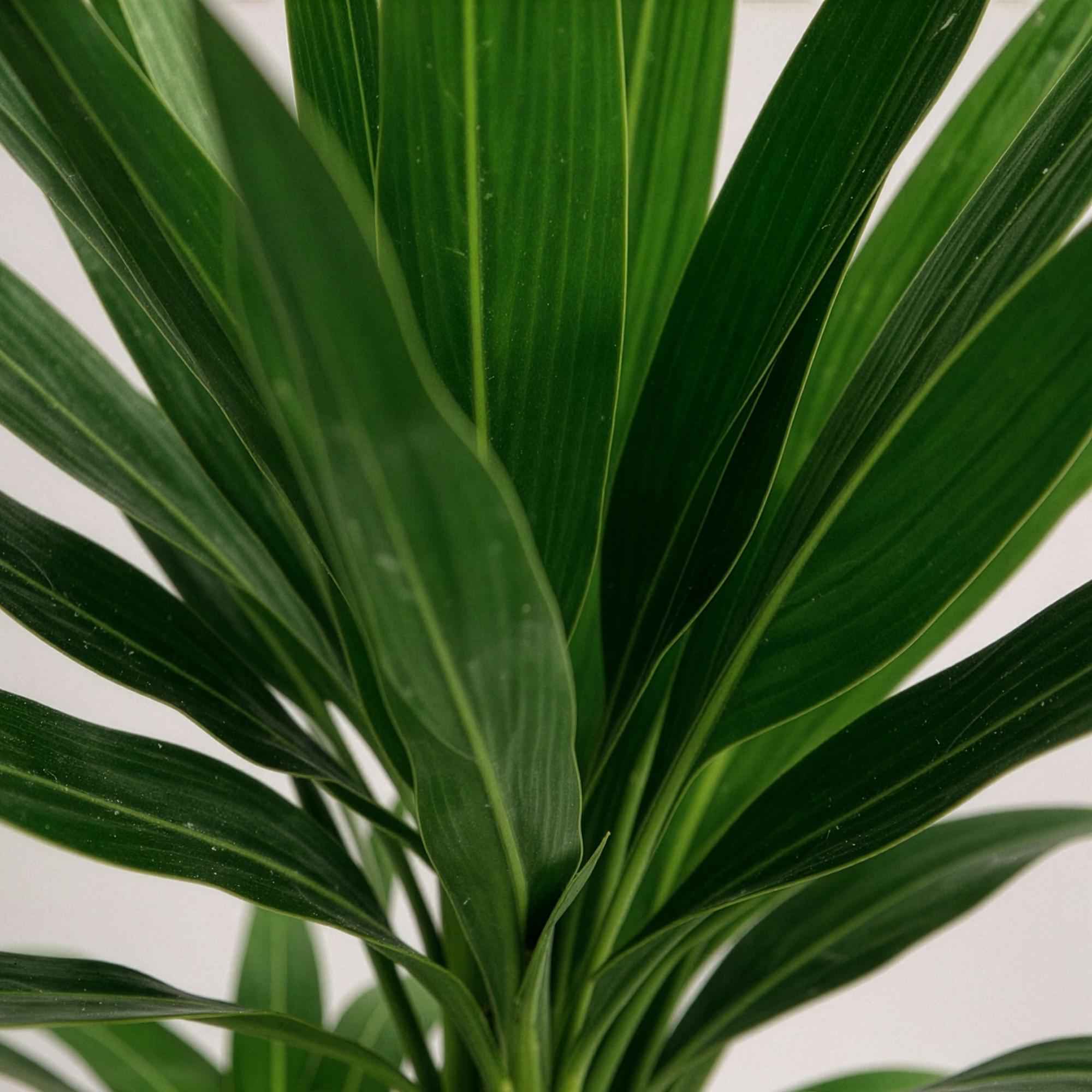 Image of Palmlilie Yucca Elephantipes – 100cm – 21cm – Pflegeleichte Palmlilie mit langen, spitzen Blättern-4