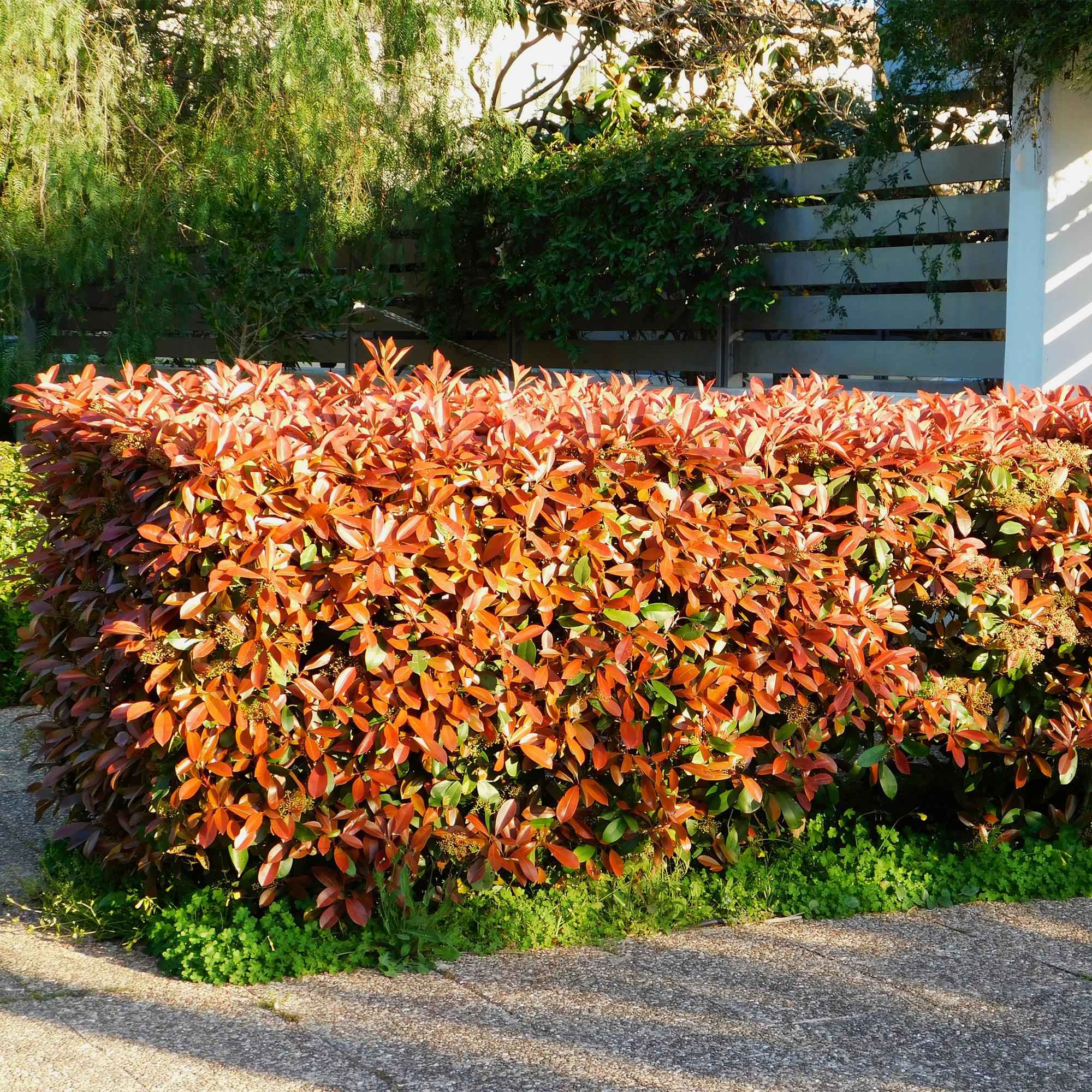 Image of Photinia fraseri Red Robin – 6 Pflanzen für 1 laufenden Meter – Frasers Glanzmispel – Immergrüne Heckenpflanze im 17cm Topf – ca. 55cm hoch-0