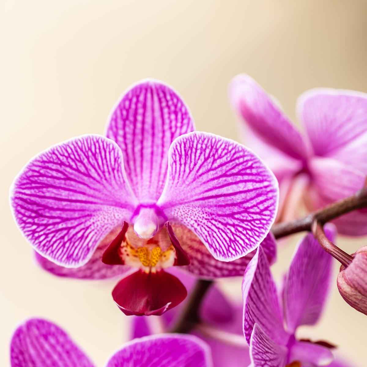 Image of Orchidee Vienna Lila im Malaga Ziertopf Lila – Ø9cm – Zimmerpflanze mit 2-3 kräftigen Zweigen – Blühende Indoor – Orchidee-3