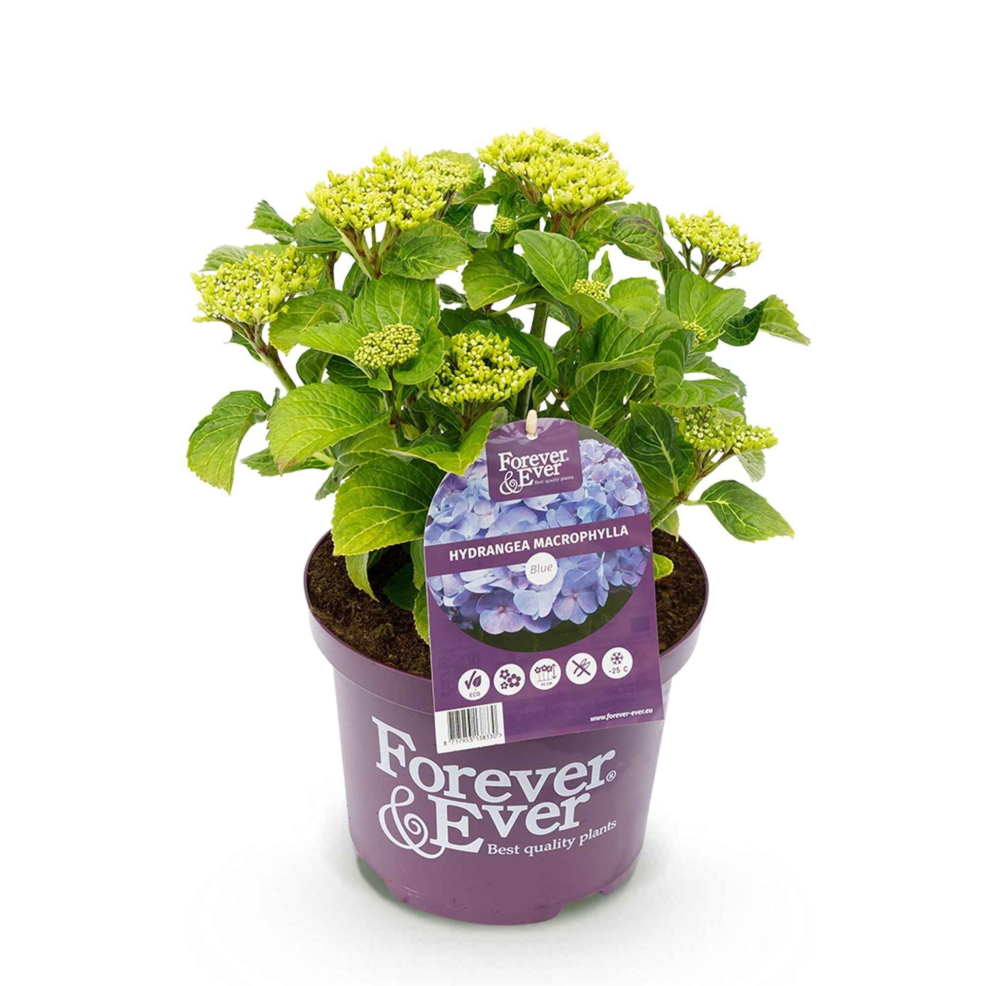 Image of Hortensie Forever & Ever – Hydrangea macrophylla – Blau – Balkonpflanze – 7-12 Blüten – Im 23cm Topf – Ca. 55cm hoch – Für Terrasse, Balkon & Beet-1