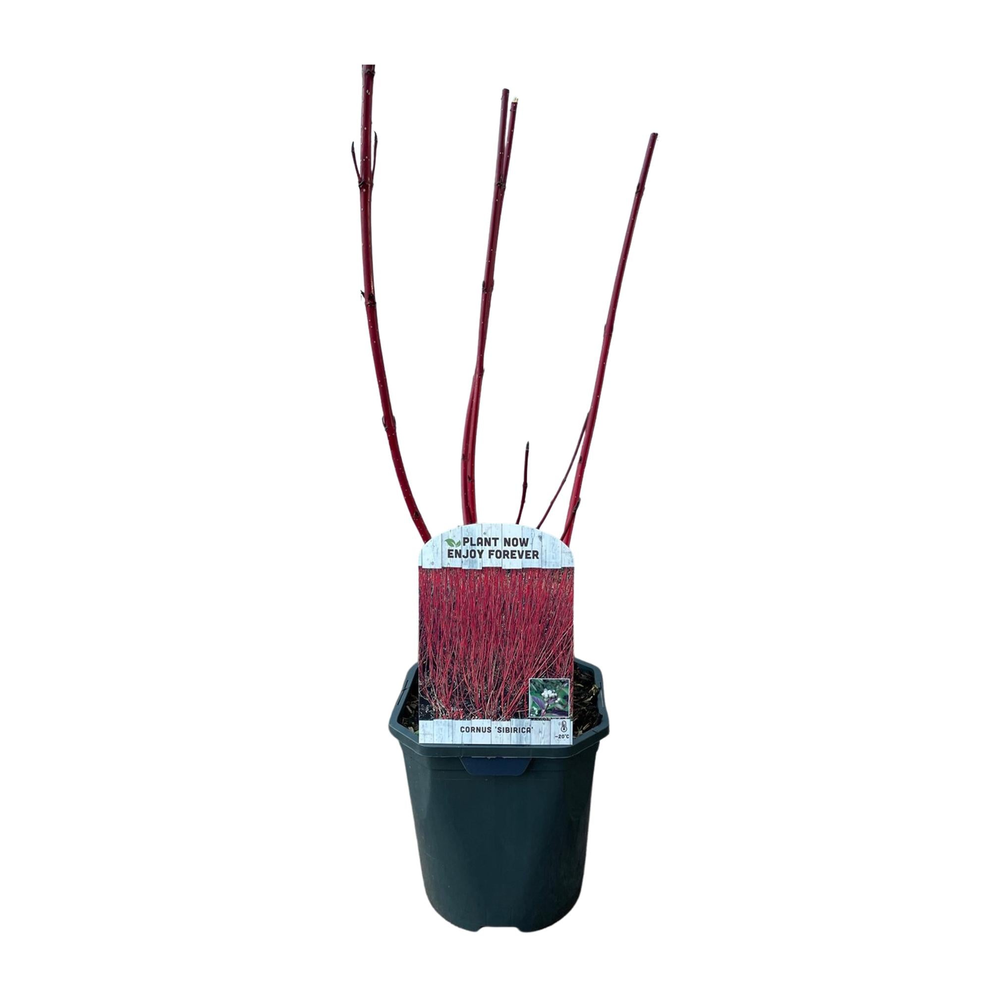 Image of Rotholz – Hartriegel – Cornus alba 'Sibirica' – Ø17cm – ca. 45cm hoch – Zierstrauch mit roten Zweigen – Winterhart & pflegeleicht – Bienenfreundlich-1