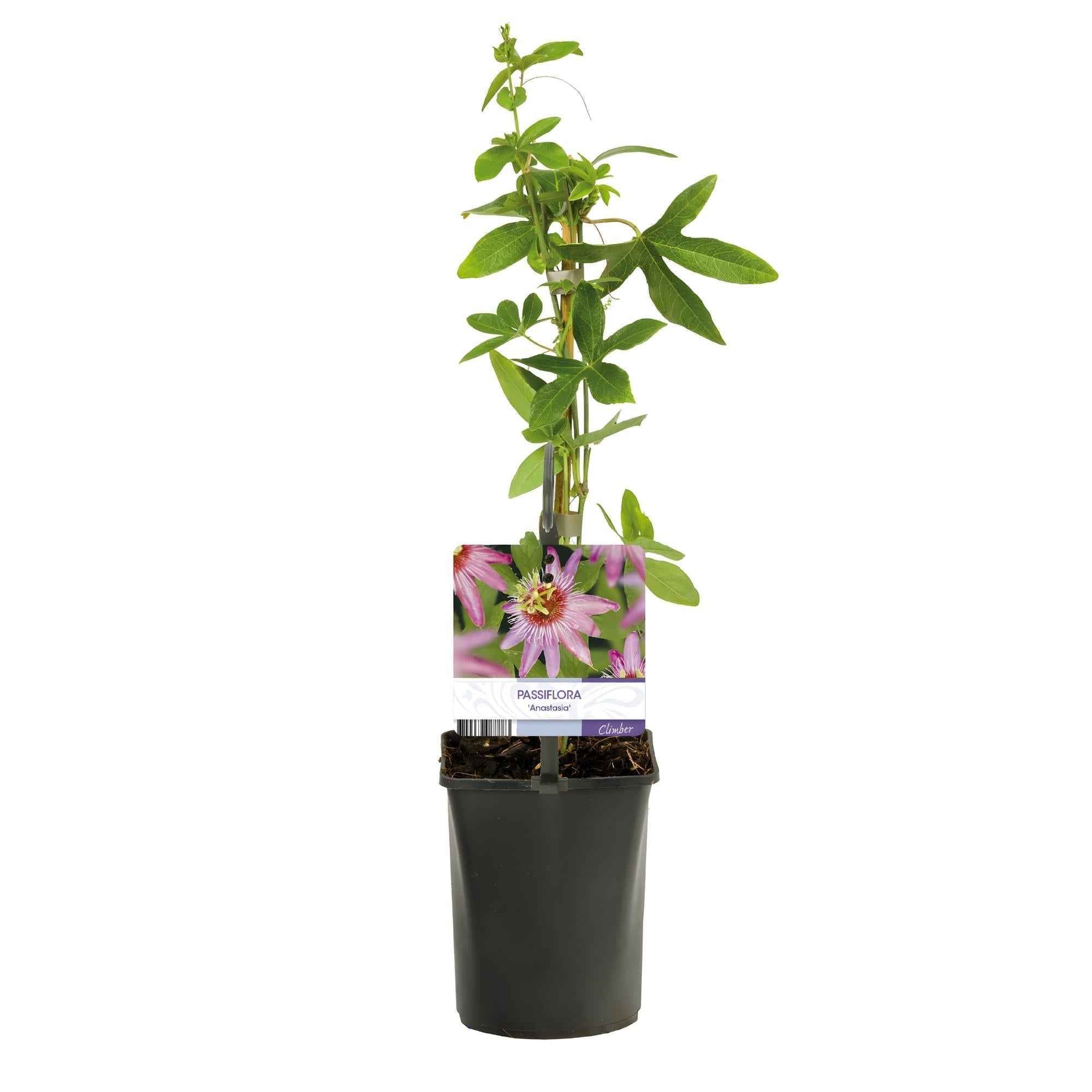 Image of Passionsblume Passiflora Anastasia – 2 Pflanzen 11cm – ca. 40cm hoch – Exotische Kletterpflanze mit rosa Blüten – Pflegeleicht & dekorativ-2