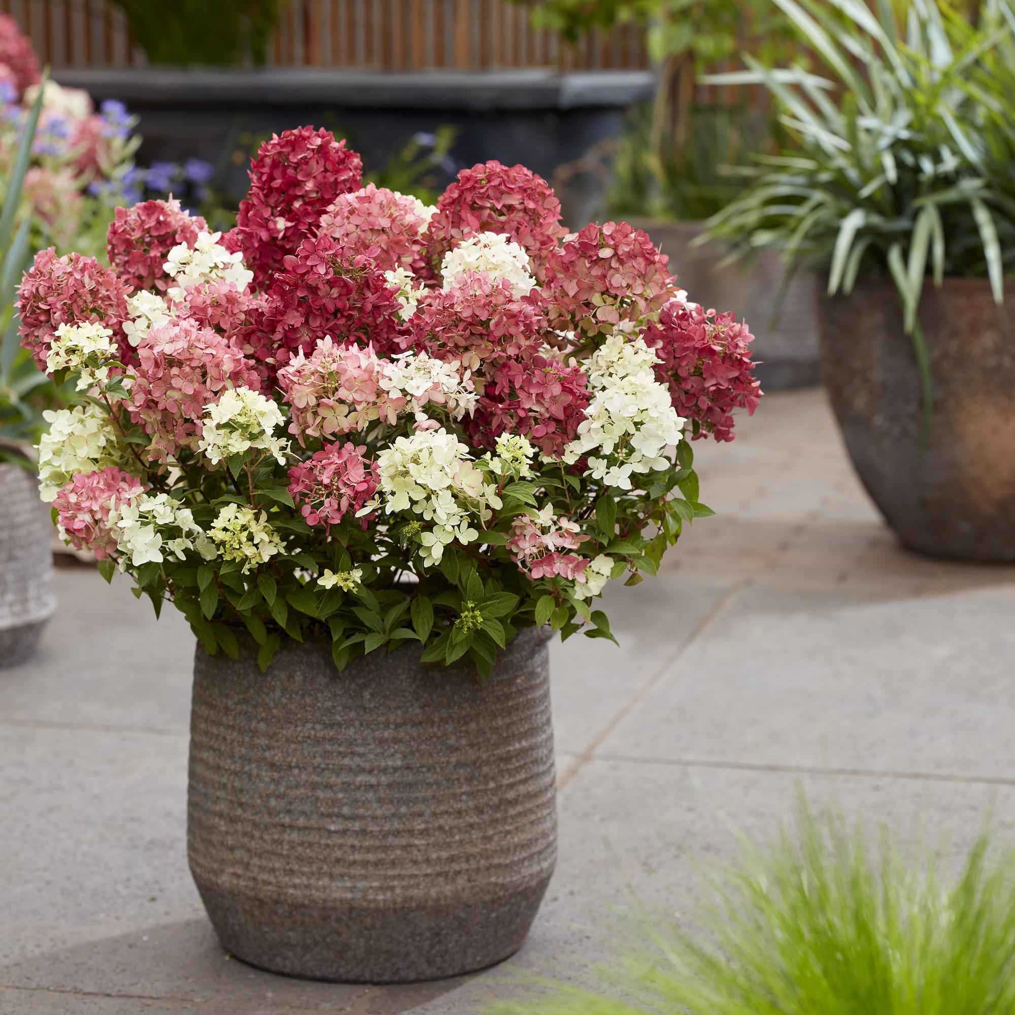 Image of Rispenhortensie Groundbreaker Ruby – Hydrangea paniculata – Winterharte Gartenhortensie mit rot-weißen Blüten – 14cm ↕20-25cm-3
