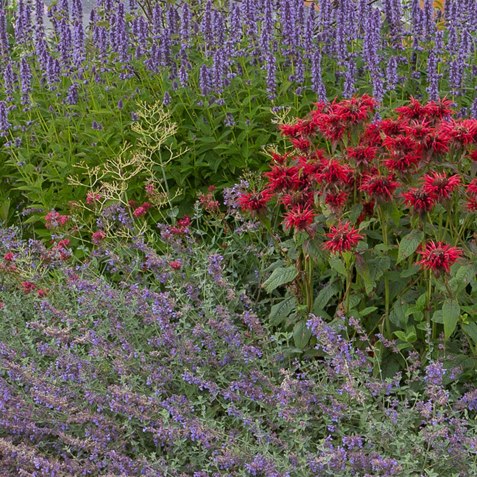 Image of Staudenset – Duftend – 6 verschiedene Duftstauden – Für 1 m² Beet – Bienenfreundlich – Pflegeleicht – Blüten in verschiedenen Farben – Ø11cm-4