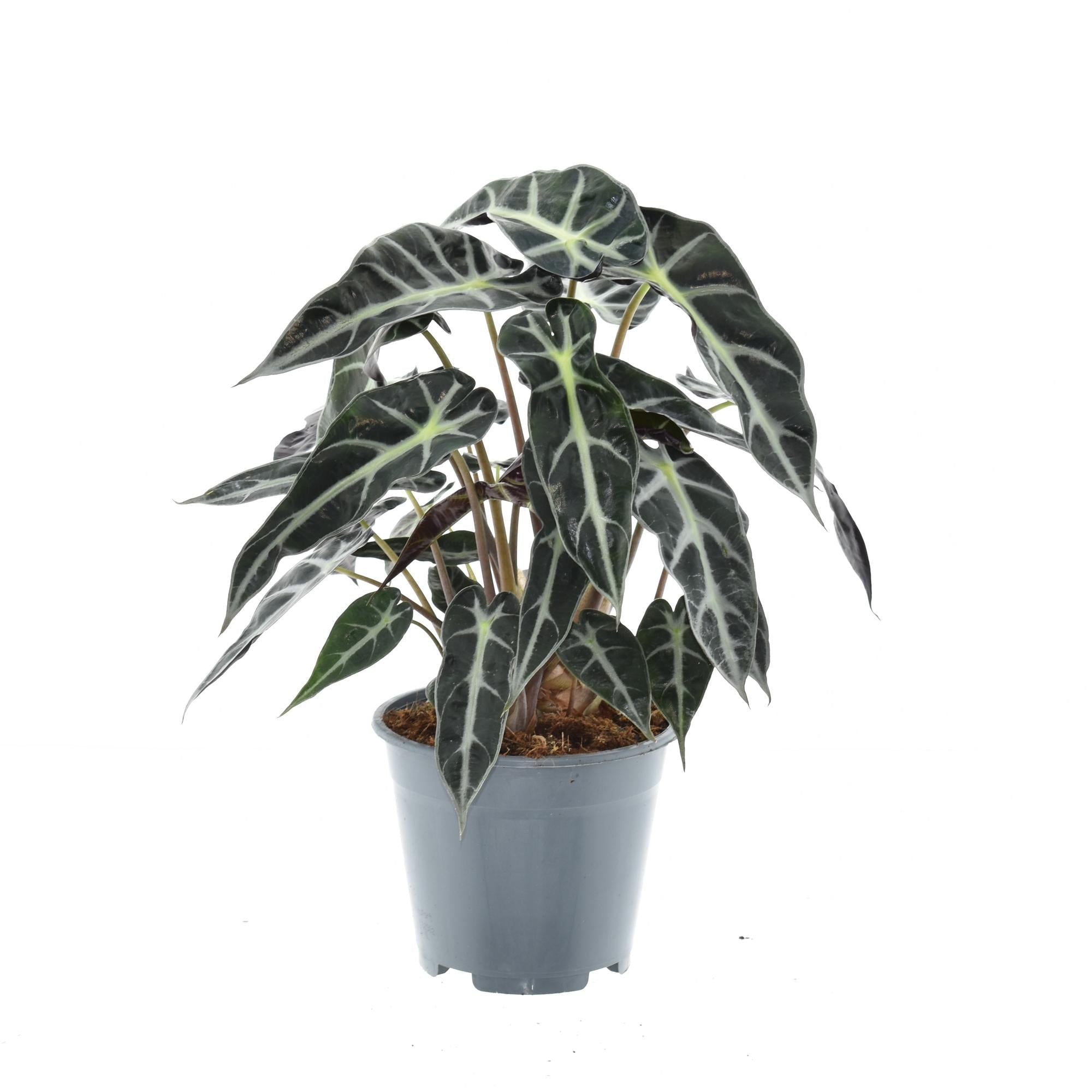 Image of Alocasia Bambino Arrow – Zimmerpflanze – Ø14cm ca. 40cm hoch – Exotische Pfeilblattpflanze – Kompakt & dekorativ – Für helle Innenbereiche-0